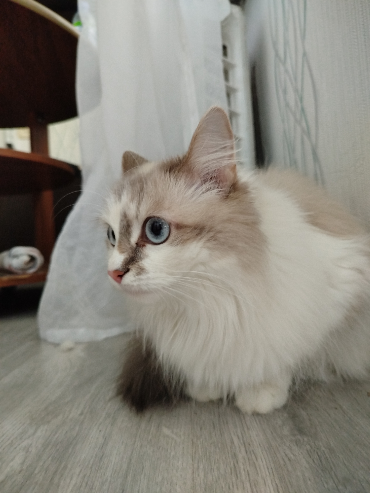 A medium shot depicts a Ragdoll cat with blue eyes, white and brown fur, lying on a gray wood-patterned floor. The cat is facing left and has its paws tucked under its body. In the background, there's a white sheer curtain to the left, and a section of a white wall with vertical line patterns to the right. In the far left of the image, a dark wooden shelf is partially visible. The location is Unknown, Unknown.