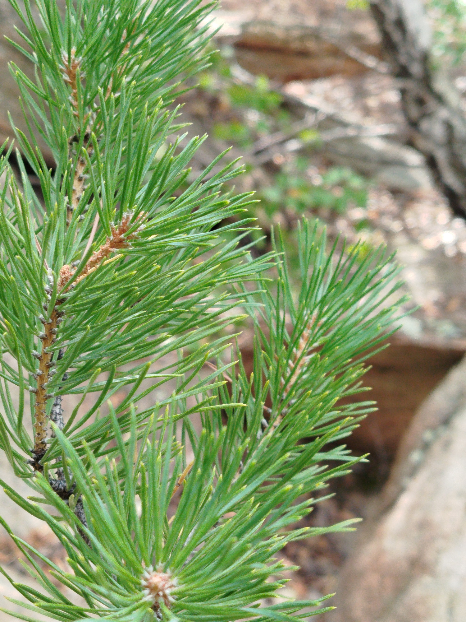 A close-up, shallow depth of field shot focuses on a cluster of pine needles. The needles are a vibrant green and appear to be on a young pine branch. The background is blurred, showing earthy tones of rocks and sparse vegetation, suggesting an outdoor, natural setting. The image does not contain any people or identifiable man-made objects, and therefore cannot be precisely geolocated to a specific site within Qarqaraly, Kazakhstan.
