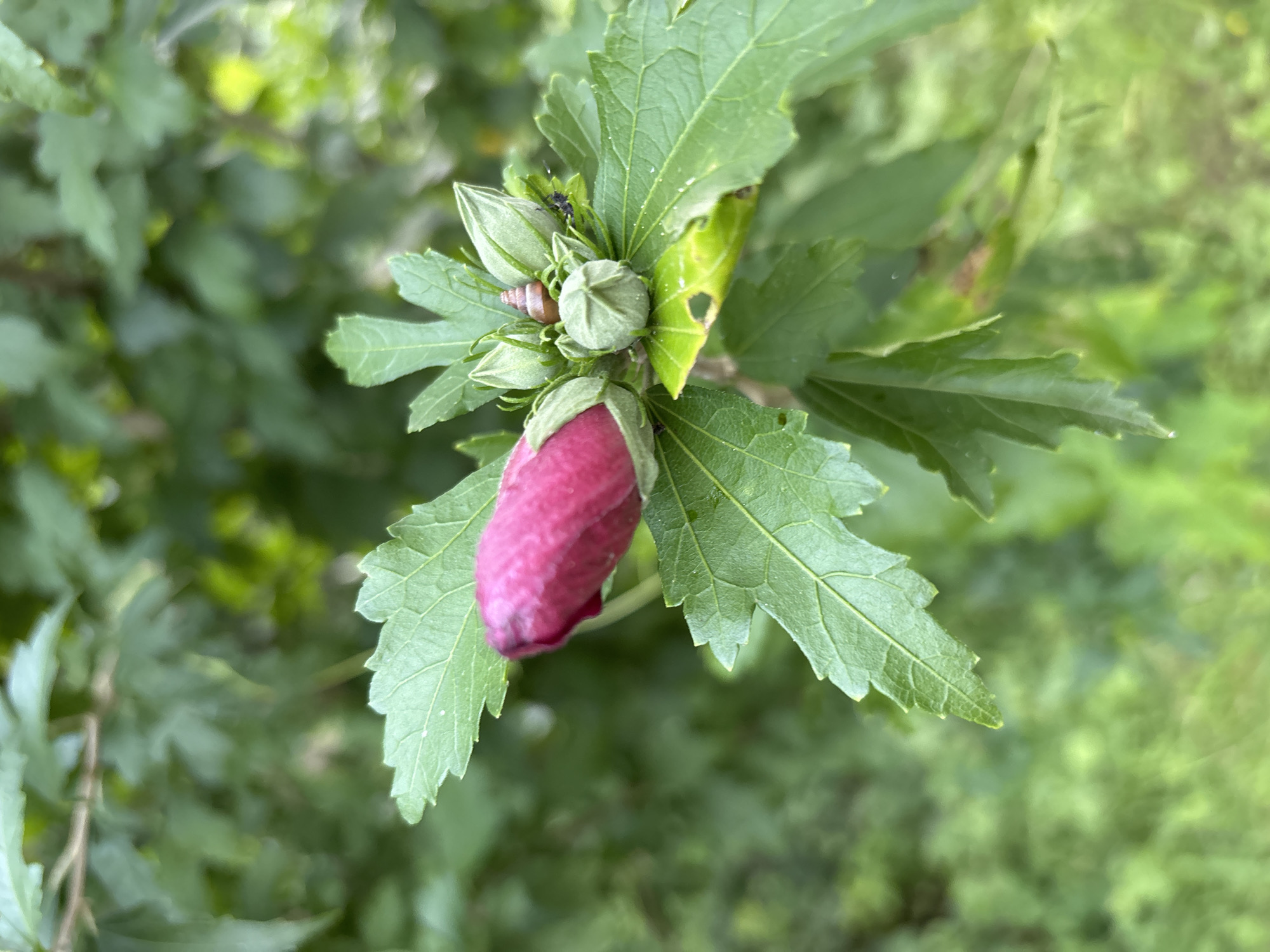 In Razdolnoye, Russia, a close-up, natural light photograph captures a pink hibiscus bud. The bud is in focus, showing its velvety texture and unopened petals. Surrounding the bud are several smaller, green sepals, some of which are beginning to open. A small snail with a spiral shell is perched atop one of the sepals. To the right of the bud, a small, black insect is visible on another sepal. The background is a soft blur of green foliage, suggesting the plant is part of a larger garden or natural setting. The leaves of the hibiscus plant are visible, with their characteristic lobed shape and serrated edges. The overall scene is serene, highlighting the details of the developing flower and its small inhabitants.