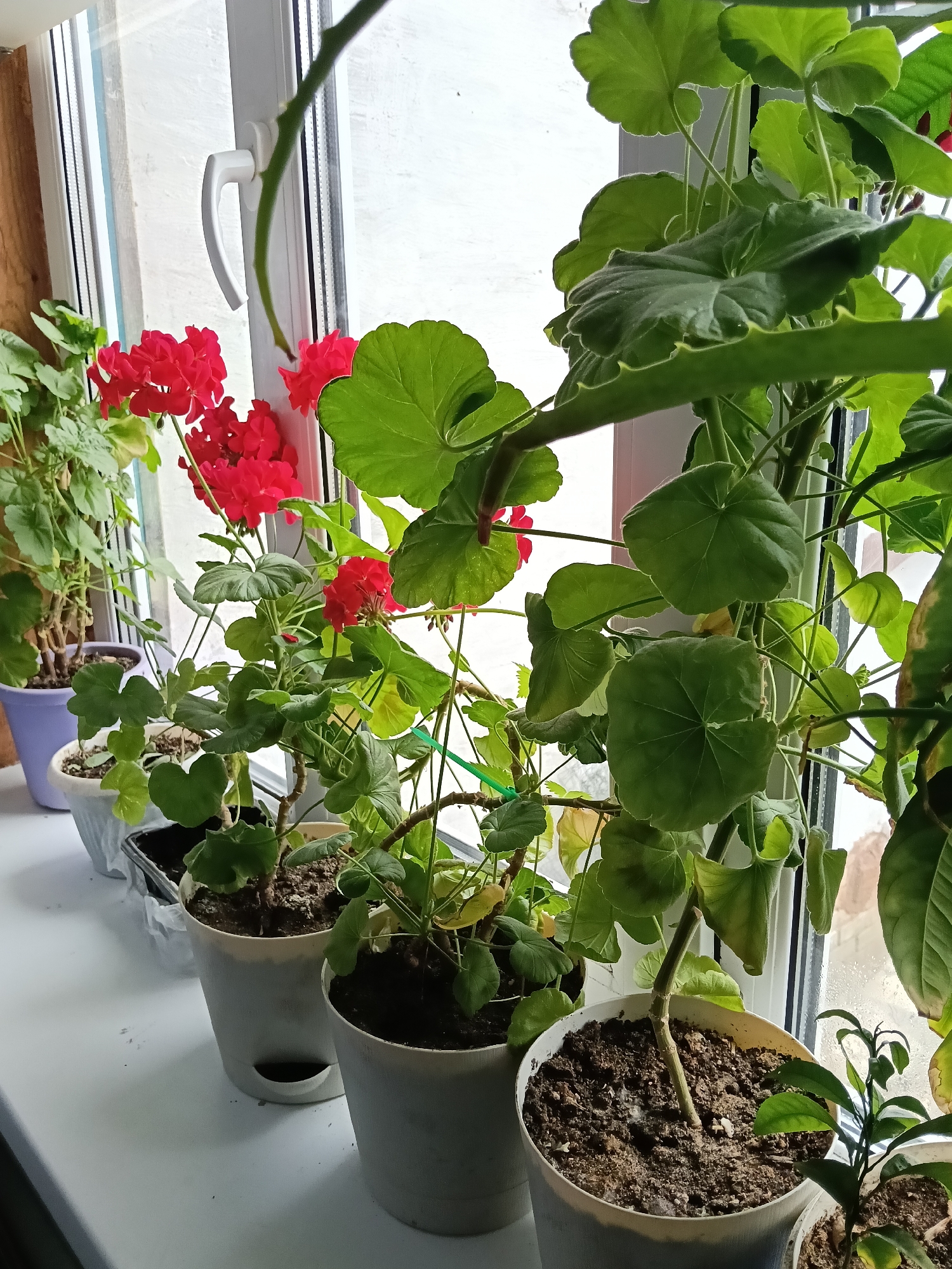 The image shows a row of potted plants on a windowsill. The plants vary in size and type. Some have red flowers. The pots are of different colors and materials. The windowsill is white and is situated in front of a multi-pane window with a white frame. The location is Красный Маяк, Russia. There are no people visible.