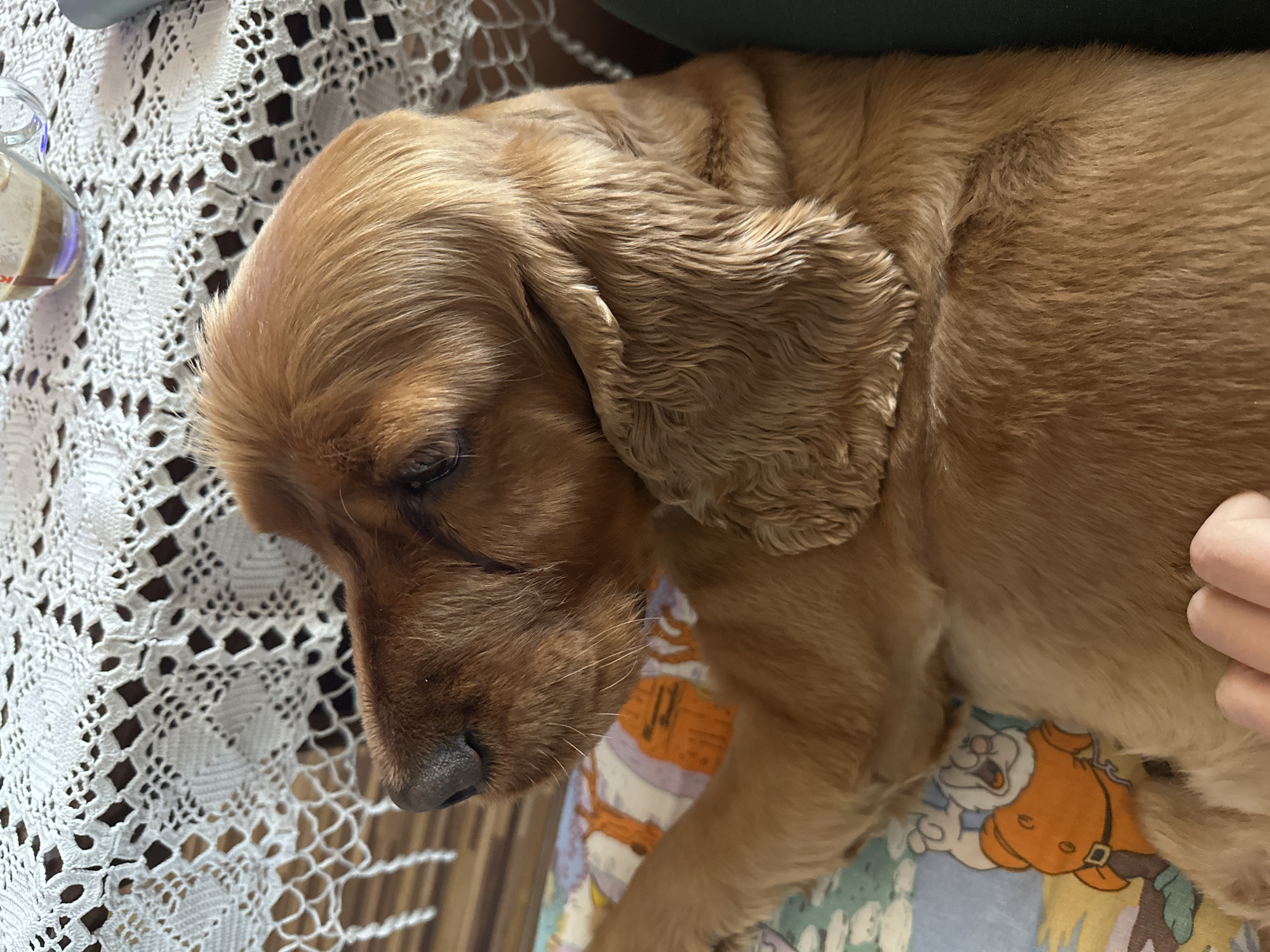 A light brown cocker spaniel is lying down on a patterned blanket. The dog is mostly in focus, with its head turned to the left. Its floppy ears are prominent. A hand is visible near the right edge of the frame, possibly petting the dog. A white lace cloth covers part of the surface to the left of the dog. A glass with a layered drink is in the upper left corner. The blanket beneath the dog has a cartoonish pattern, featuring characters that appear to be Snow White and the Seven Dwarfs. There is no indication of a location within Sofia, Bulgaria.