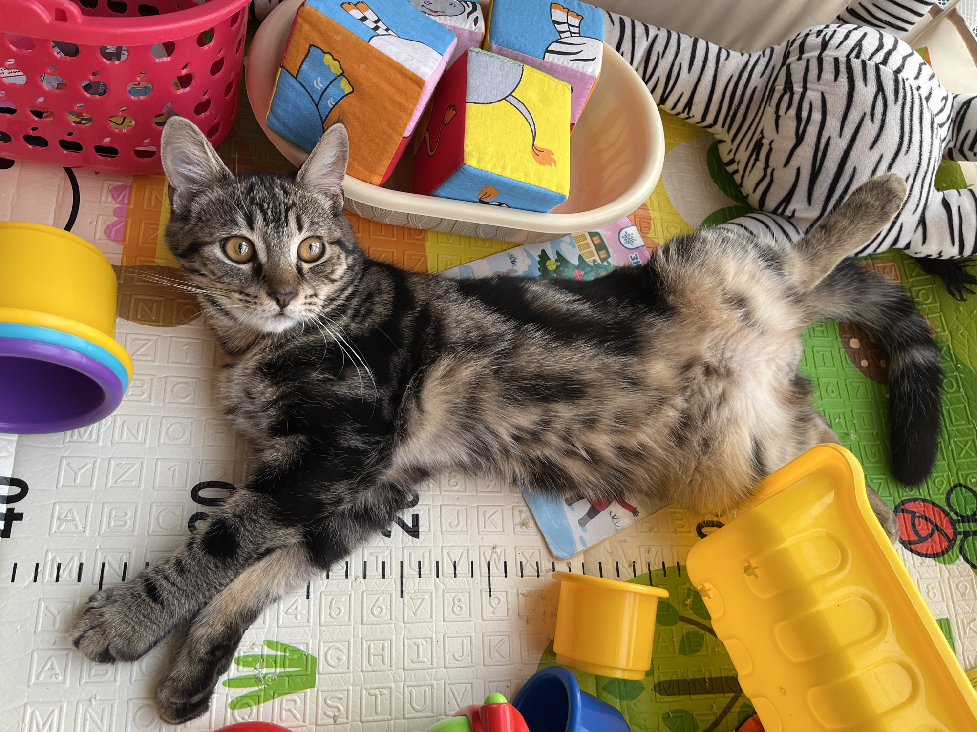 An overhead shot shows a young tabby cat lying on its back amidst various children's toys. The cat's paws are splayed outwards, and its gaze is directed towards the camera. The toys include colorful blocks with animal illustrations, a yellow toy bin, a pink plastic basket, and a stuffed zebra. The scene is set on a multi-colored play mat with a ruler marking along the edge. The image appears to have been taken indoors, possibly in a playroom. There is no information available to determine the location in the city of Taganrog City District, Russia.