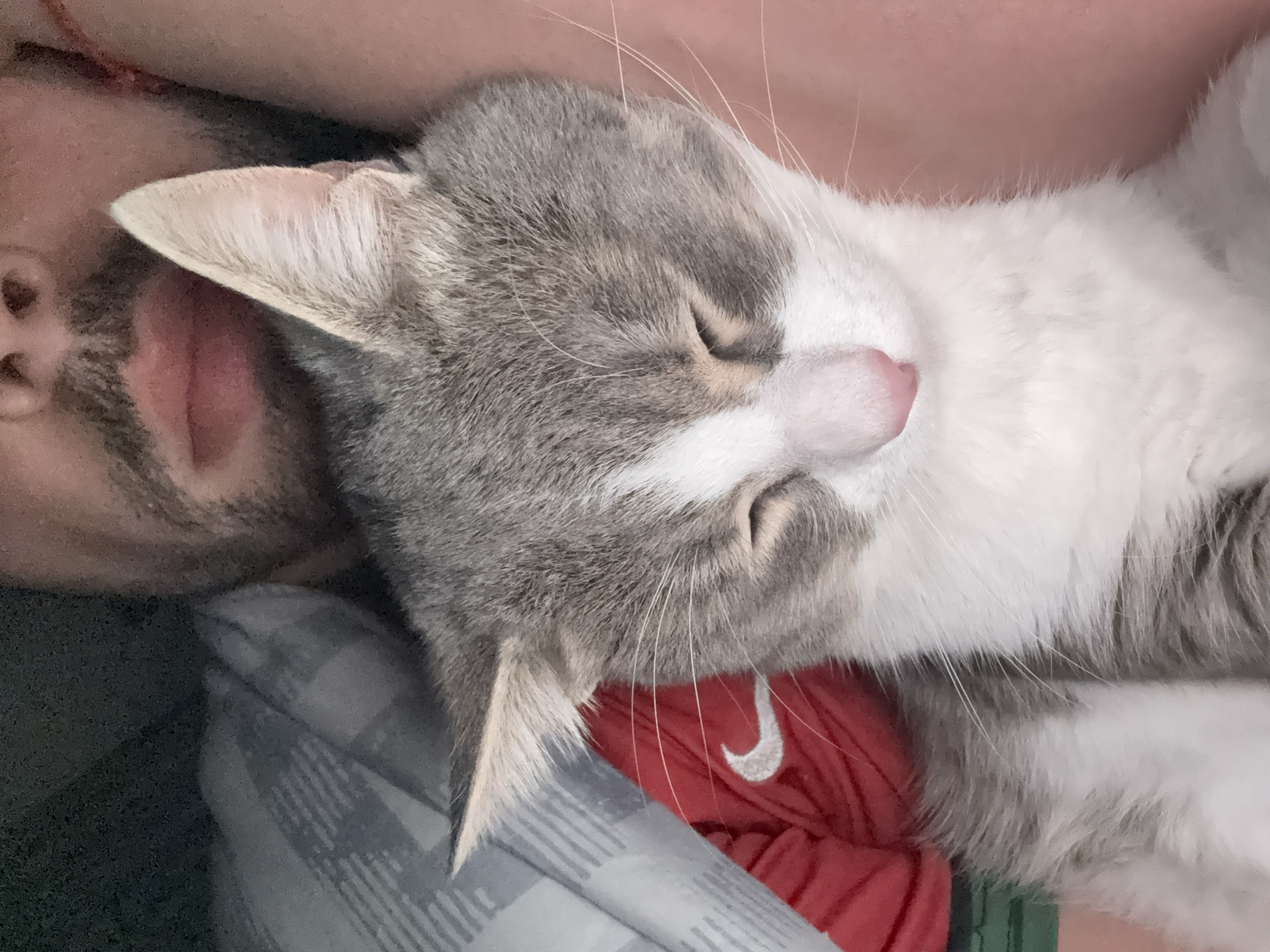 A close-up shot features a man and a cat. The man's face, including a portion of his beard, cheek, and nose, is visible on the left side of the image. A gray and white cat rests on or near the man, filling the majority of the frame. The cat is lying down with its eyes closed, appearing to be asleep. A pink nose is visible. The cat’s fur is predominantly white on its body with gray patches on its head. The background includes what appears to be bedding or clothing, with a red piece of clothing with the white swoosh of Nike. The pattern includes a gray and white plaid design on the sheets. The photo's composition prioritizes the cat and the man's face, suggesting a close and intimate interaction. The location is not discernible from the image.