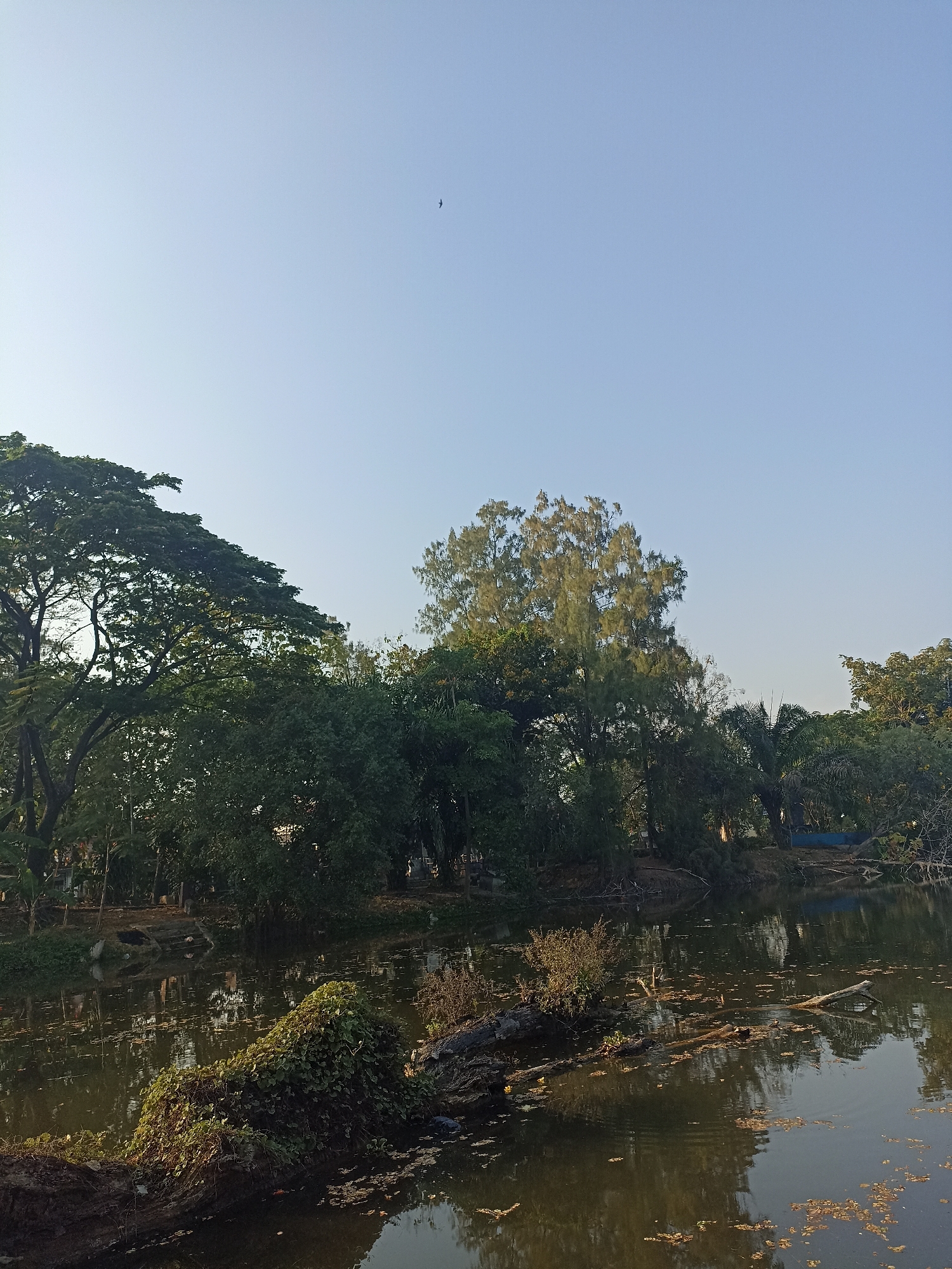 A serene natural scene unfolds in Dapur, Indonesia, featuring a calm body of water reflecting the surrounding lush greenery. The water's surface is partially obscured by floating debris, including leaves and a large, moss-covered log in the foreground. The bank is lined with dense trees, some with expansive canopies, and other smaller vegetation. The sky above is a clear, pale blue, with a solitary bird in flight visible in the upper portion of the frame. The overall impression is one of tranquility and natural beauty within the city.