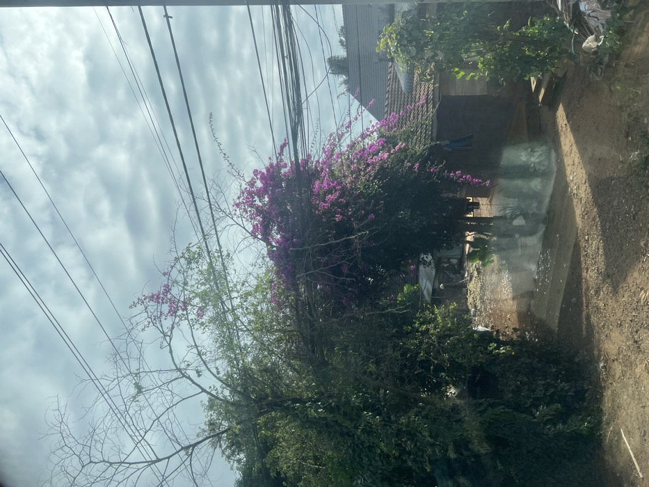 The image presents an outdoor scene in Xuân Long, Vietnam, under an overcast sky with numerous dark utility lines spanning the upper frame. The foreground and mid-ground consist of an unpaved dirt path, with a prominent light reflection visible on its surface in the center.
Dense green foliage and trees with both bare and leafy branches occupy the left and central portions of the scene, extending upwards. A large mass of vibrant purple-pink bougainvillea-like flowers cascades downwards from the right-center, partially obscuring the background.
In the background, on the right, a single-story structure with a reddish-brown tiled roof and dark-paneled walls is visible. A blue garment hangs on its exterior, and stone steps lead to its entrance. To the left of this, further recessed and largely obscured by vegetation, are less defined, simpler structures with lighter-colored roofs. No individuals are visible. A small potted plant is near the rightmost structure, and some discarded materials are present on the ground at the far right.