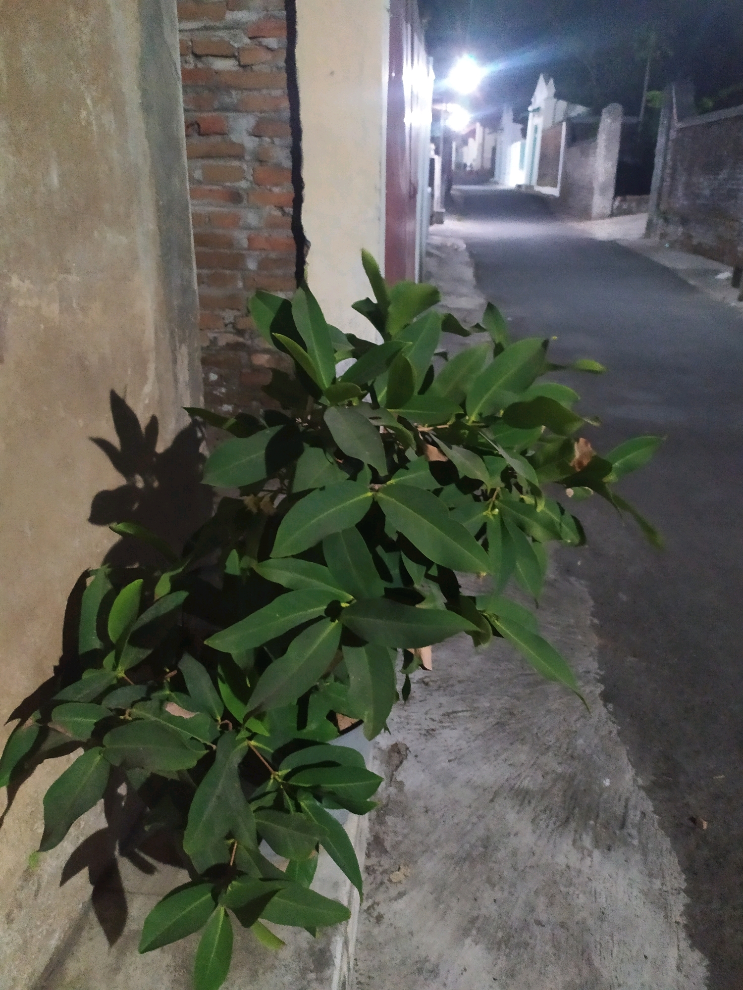 This is a night-time photograph taken in Glagahwangi, Indonesia. The image shows a leafy green plant in the foreground, casting a shadow on a textured wall to its left. The plant is positioned in front of a narrow, paved road lined with buildings. The road is illuminated by artificial lights, creating a dark and somewhat indistinct background. The scene appears to be an outdoor urban environment.