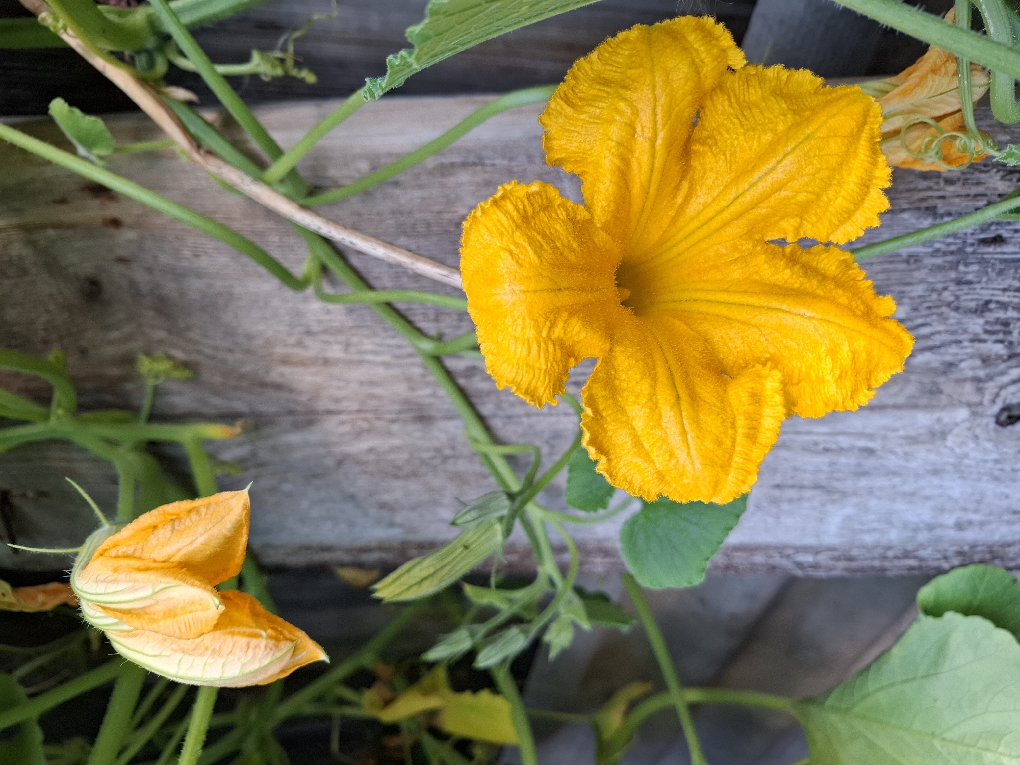 The image shows a close-up view of a bright yellow squash blossom in full bloom, with its delicate petals unfurling. The blossom is fuzzy and textured, with intricate veins visible on its surface. Behind the flower, a weathered wooden fence serves as a rustic backdrop, its grey, textured planks providing a natural contrast to the vibrant yellow of the bloom. Green vines and leaves of the squash plant are intertwined, some reaching upwards and others curling around the wooden fence. A partially opened blossom, still in its bud-like stage, is visible in the upper left of the frame. There are no people or animals in the image. The scene depicts a natural, outdoor setting, likely a garden or allotment, where squash plants are growing. The image does not provide any specific details about the city of Tyumen, Russia, beyond the general context of a possible garden setting in that region.