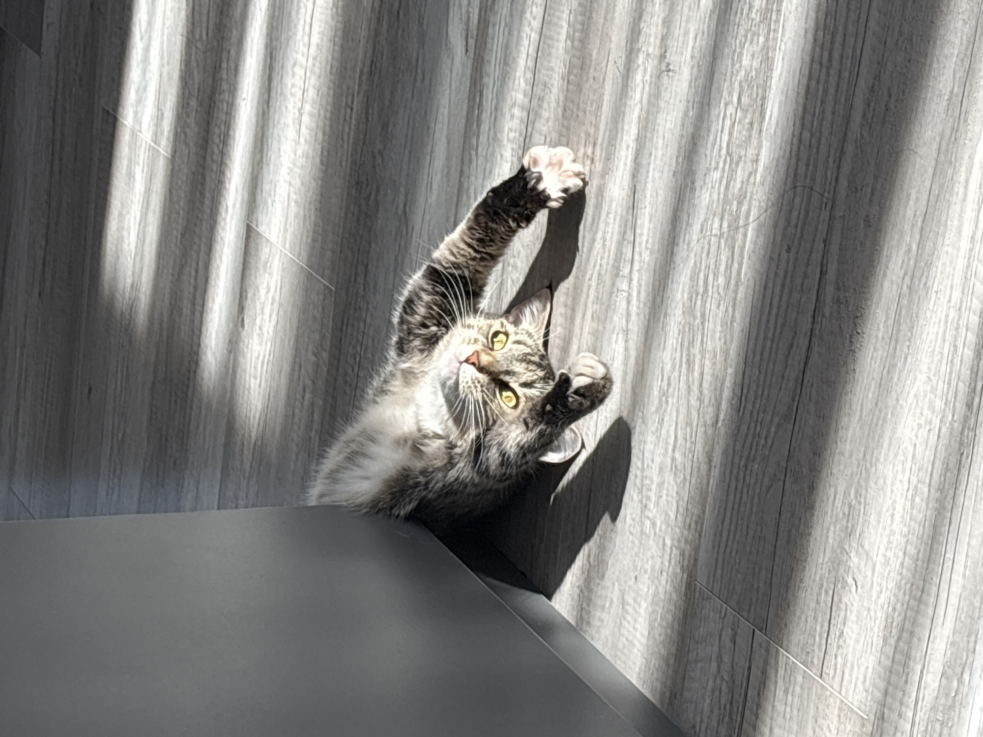 A gray tabby cat is positioned on a gray surface, its forepaws raised in a playful gesture. The scene is lit by sunlight, casting shadows on a gray, vertically paneled wall behind the cat. The cat's face is visible, with green eyes looking upwards.