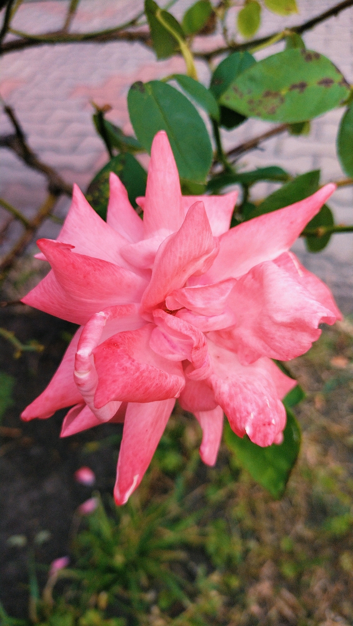 A close-up, overhead shot captures a vibrant pink rose in bloom. The rose is the primary subject, with its delicate petals unfurling in layers. The background is softly blurred, revealing hints of green foliage and a textured, light-colored wall. The scene appears to be outdoors, likely in a garden or park setting. There are no people or animals visible in the image, and no specific actions or interactions are depicted. The overall impression is one of natural beauty and tranquility. While the location is stated to be Horishni Plavni, Ukraine, there are no specific landmarks or elements within the image that definitively identify this geographical context. The image focuses solely on the aesthetic qualities of the rose.