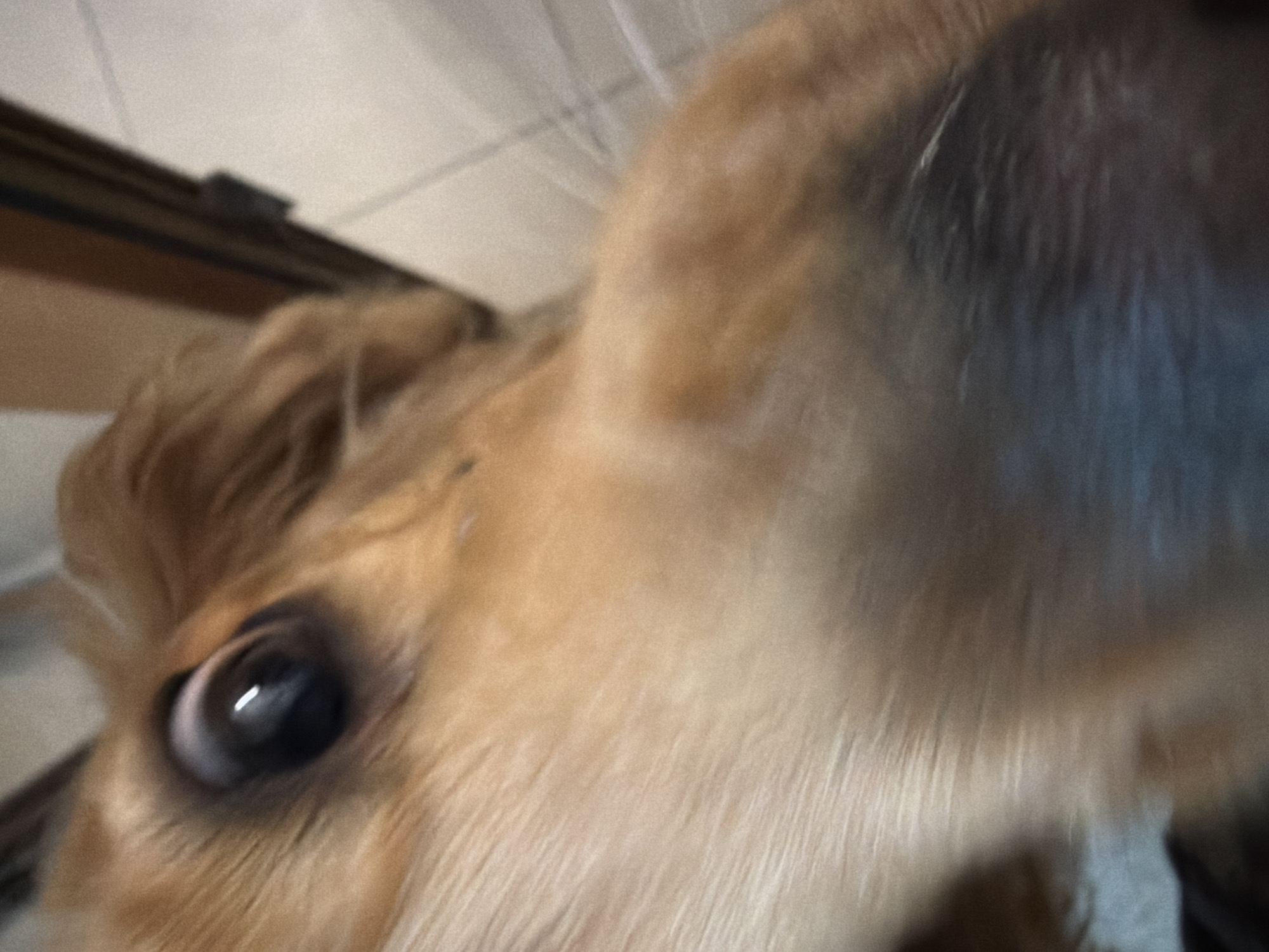 This is an extreme close-up, low-angle shot of a dog's face, likely taken with a wide-angle lens, possibly from a phone, held very near the subject. The dog's large, dark eye, with a visible light reflection, is prominent on the left side of the frame, appearing alert and curious. Its iris is a dark brown, and the pupil is dilated.
The dog has light brown, tan, and cream-colored fur, which dominates the image. Part of its ear is visible at the top right, and some darker fur can be seen on the right side, possibly part of its muzzle or shadowed areas. The texture of the fur is detailed around the eye, but becomes softer and more blurred towards the edges, consistent with a shallow depth of field at close range.
In the background, at the top left of the image, there is a blurry, light-colored surface, possibly a ceiling or wall, with a darker horizontal line that could be a beam or part of a fixture. The overall lighting suggests an indoor setting. There is no visible text. The dog's intense gaze directly into the camera lens conveys a sense of engagement and playful curiosity.