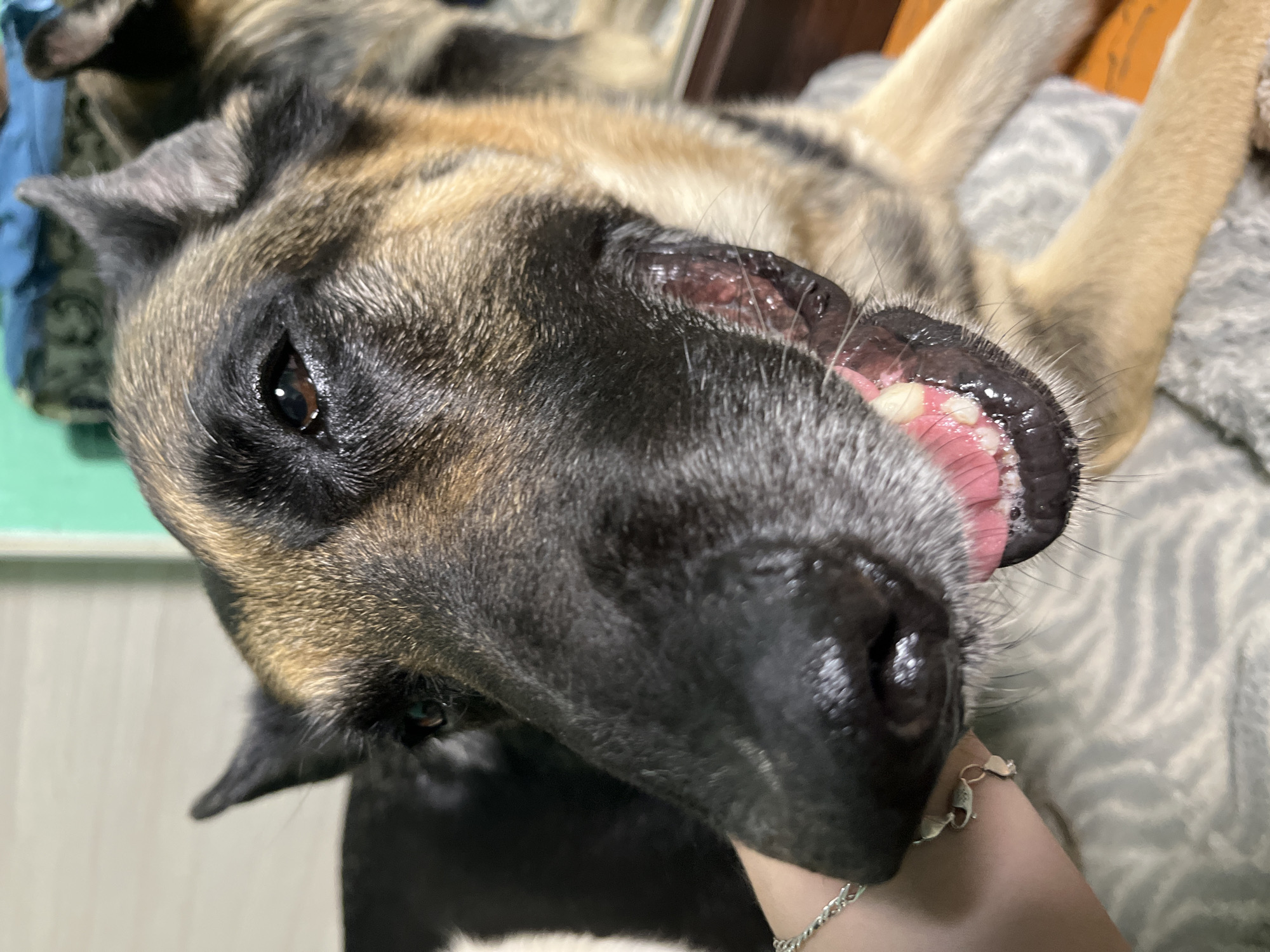 A close-up, vertically oriented image depicts a dog, likely a German Shepherd mix, lying on its back with its mouth slightly open, revealing its teeth and pink gums. The dog's fur is primarily black and tan. A person's arm, adorned with a silver bracelet, is visible in the lower right corner of the frame. The background features a gray and white patterned surface.
The location is not discernible from the image.