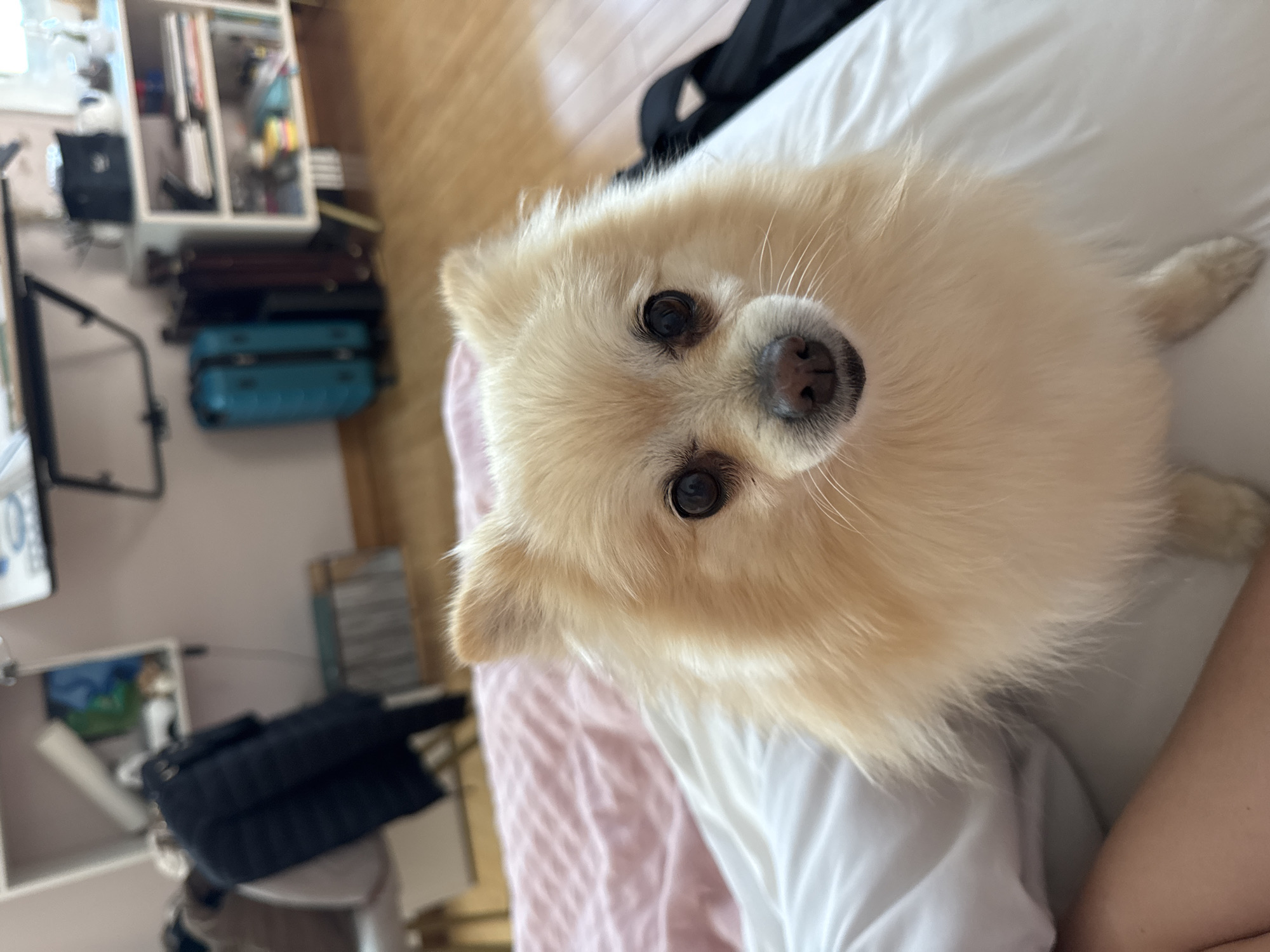 A close-up, high-angle shot features a cream-colored Pomeranian dog looking directly at the camera with a slightly tilted head. The dog's fur is fluffy, and its eyes are dark brown. The dog is situated on a bed with white and pink sheets. In the background, slightly out of focus, there is a wooden floor, some luggage stacked next to a white shelf unit and a desk. It is not possible to determine the location as San Bernardino Tlaxcalancingo, Mexico from the provided image.
