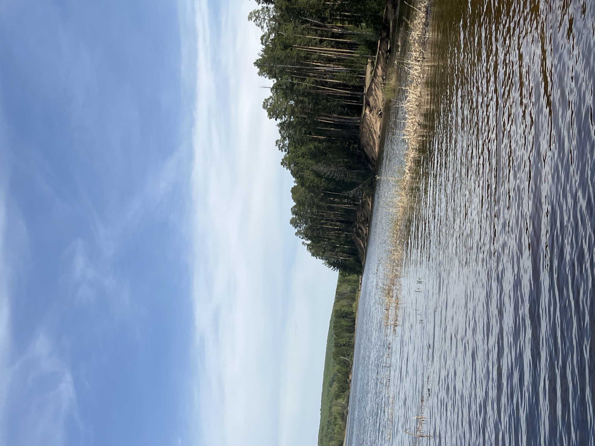 A horizontal, outdoor shot depicts a body of water, most likely a river or lake, with trees lining the shore. The scene is presumed to be in the city of Chaikovsky, Russia, though this is only inferred from the prompt.
The sky occupies the left third of the image and presents a pale blue color with wispy, white clouds. The rest of the image shows water with small, visible ripples. The texture of the water suggests a slight breeze. Along the right side, a forest of tall, thin trees lines the bank. The trees transition to a slightly lower, more dense forest further away.
Along the water's edge, there is what appears to be a small eroded cliff, with some light-colored, dried reeds or grasses growing in the shallow water. There is no evidence of human activity or structures in the scene.