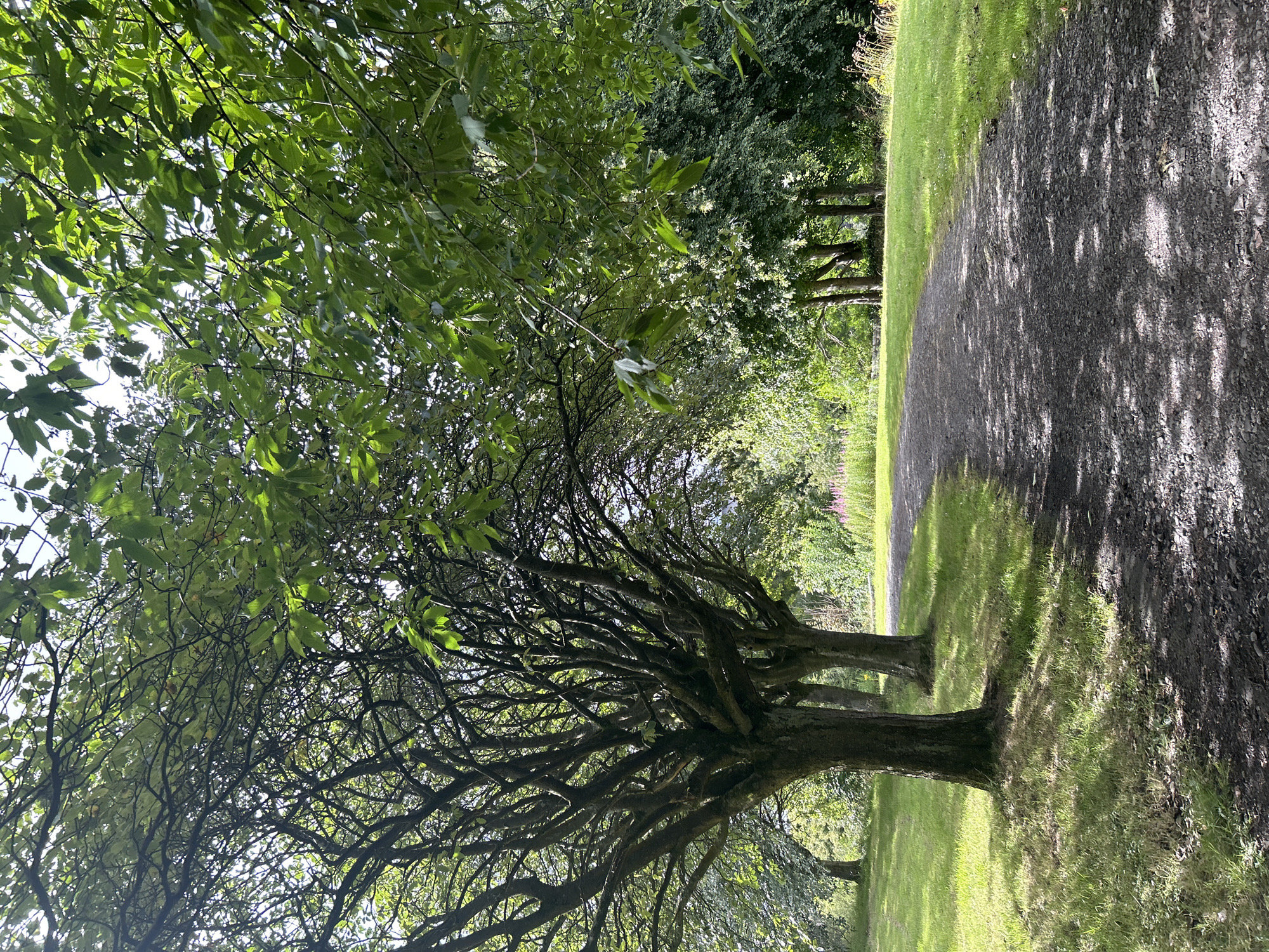 A shaded gravel path winds through a park-like setting, bordered by lush green grass and mature trees. The trees on the left are particularly prominent with their gnarled branches and dense foliage. Sunlight filters through the leaves, casting dappled shadows on the path and grass. In the background, more trees and greenery are visible, with hints of pink flowers in a distant meadow. The scene appears peaceful and tranquil, likely a public park in Glasgow, United Kingdom, offering a serene natural escape.
