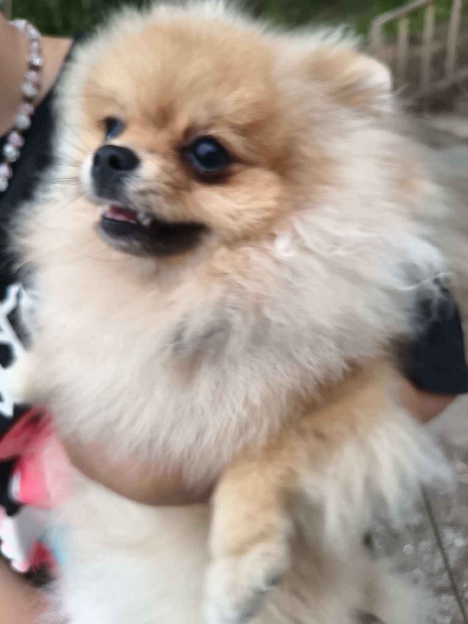 The image shows a close-up of a Pomeranian dog held by a person. The dog has light brown fur, dark eyes, and its mouth is slightly open, showing its tongue. The person is wearing a necklace with pearls and pink beads on their left wrist. The background is blurred, but appears to be outdoors with some greenery and a railing, suggesting a park or a backyard setting. There is no indication of the specific location within the city of Chaikovsky, Russia.