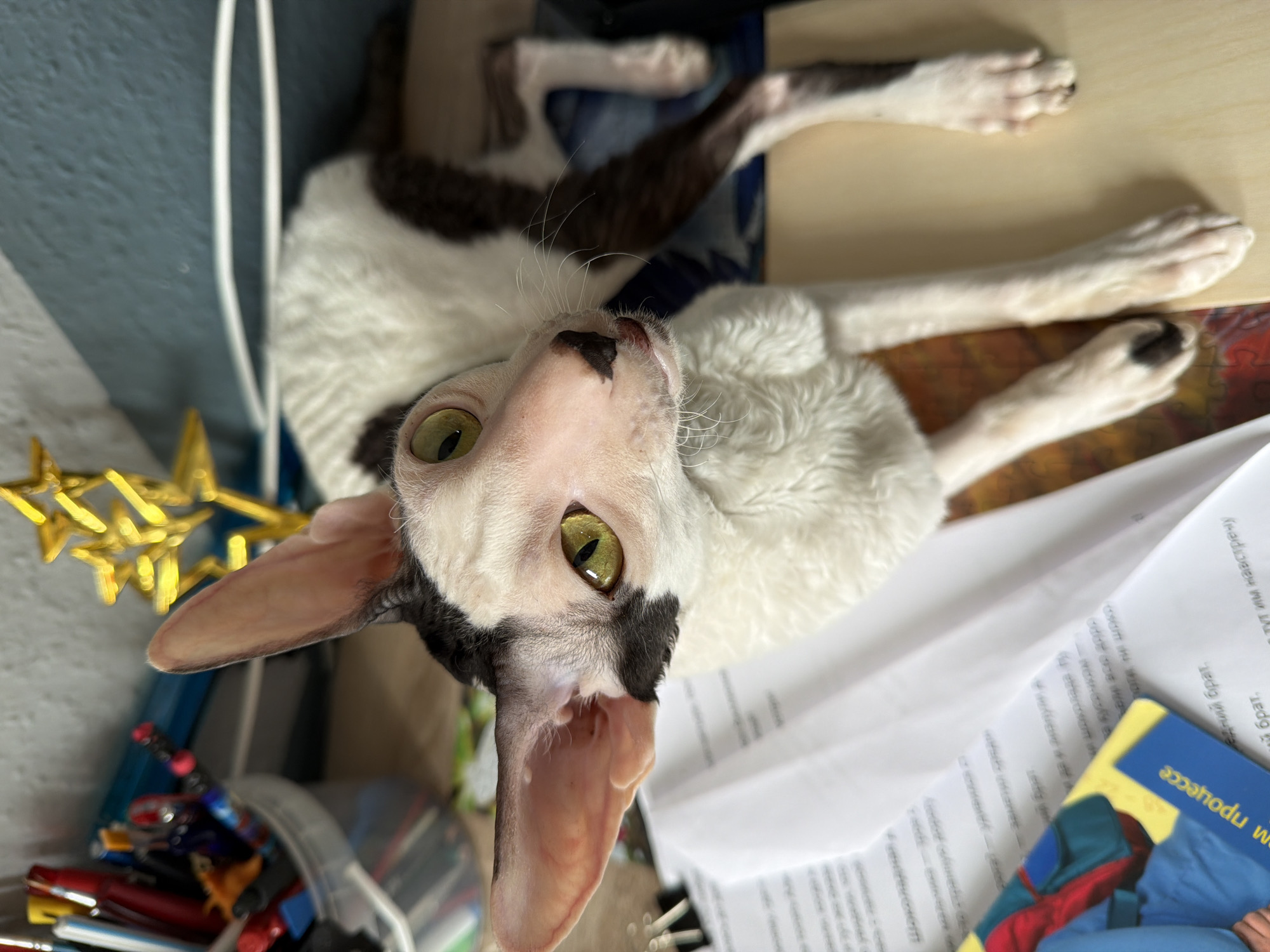 An indoor, high-angle, medium shot captures a Cornish Rex cat with black and white fur lying on a desk. The cat's large, pointed ears and striking green eyes are prominent. It has curly white fur on its chest and front legs, with dark brown markings on its head, back, and hind legs. The cat is positioned on its side, with its head tilted upwards towards the camera, appearing curious or alert.
In the background, a clear plastic container filled with various pens and markers is visible. To the right of the cat, a gold, star-shaped decoration stands upright. The desk surface is cluttered with papers, some of which are white and appear to be documents or notes. A portion of a yellow and blue card with text in a foreign language, possibly Russian, is also visible on the papers. To the far right, a blurred blue fabric is present. The wall behind the desk is textured and painted a light blue-grey color. The scene appears to be an informal workspace. No individuals are present in the image. The location is not specified to be Yekaterinburg, Russia.