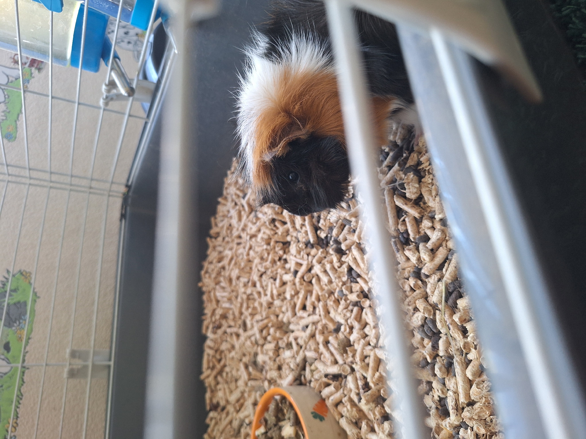 A guinea pig with black, white, and orange fur is in a cage. The cage is filled with wood pellet bedding. There is a small food bowl with some dry food in it. A water bottle is attached to the side of the cage. The background shows a decorated cage wall. The image was taken in Varna, Bulgaria.
