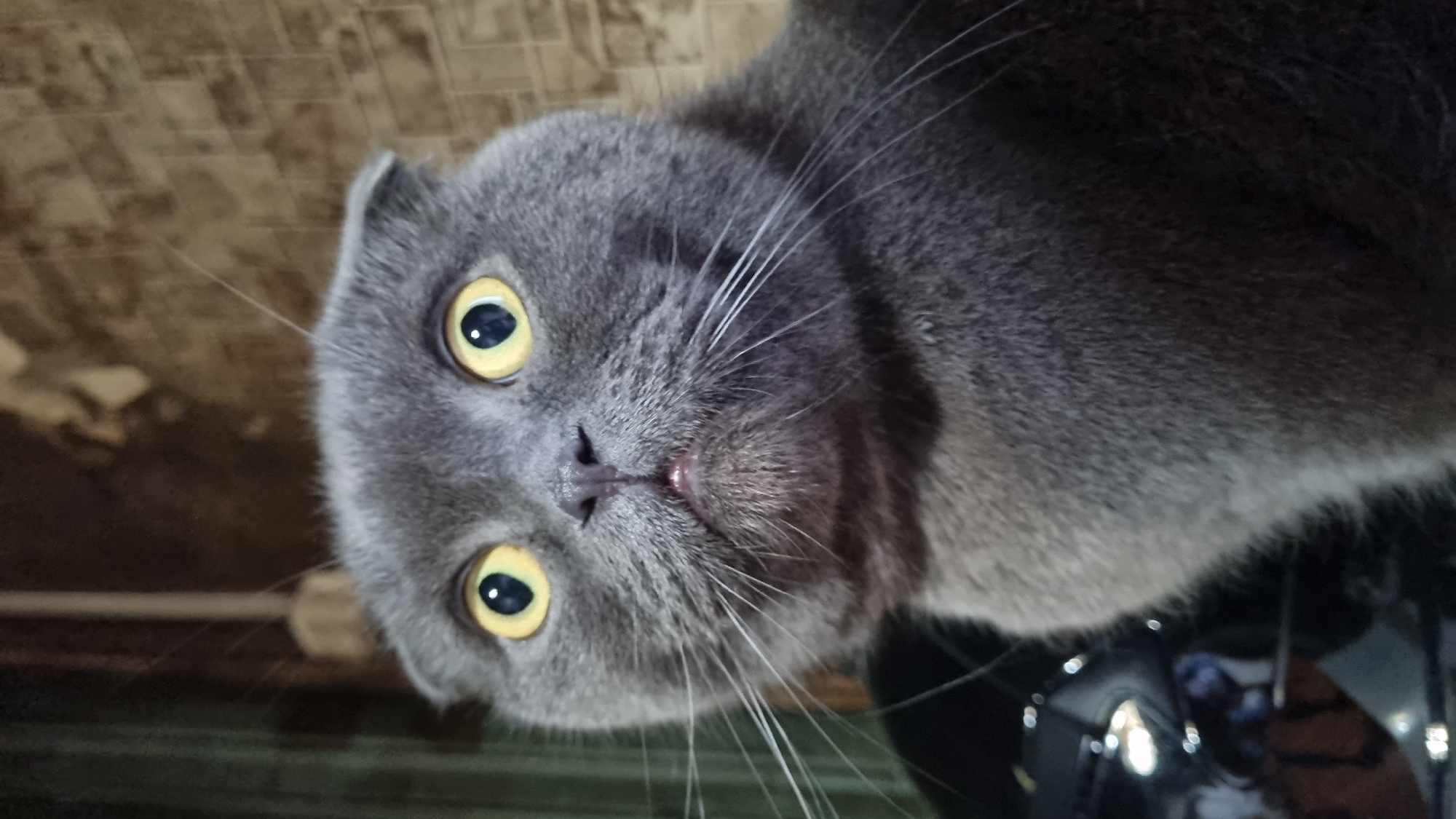 A close-up, head-on shot shows the face of a grey Scottish Fold cat looking directly at the camera with wide, yellow eyes and ears folded forward. The background is out of focus and appears to be an indoor setting with a brick-patterned wall. No people are visible in the image. The cat's whiskers are prominent, and its mouth is slightly open, revealing a hint of its pink tongue. The lighting suggests it was taken indoors, possibly in a residential area of Vysokoe, Russia.