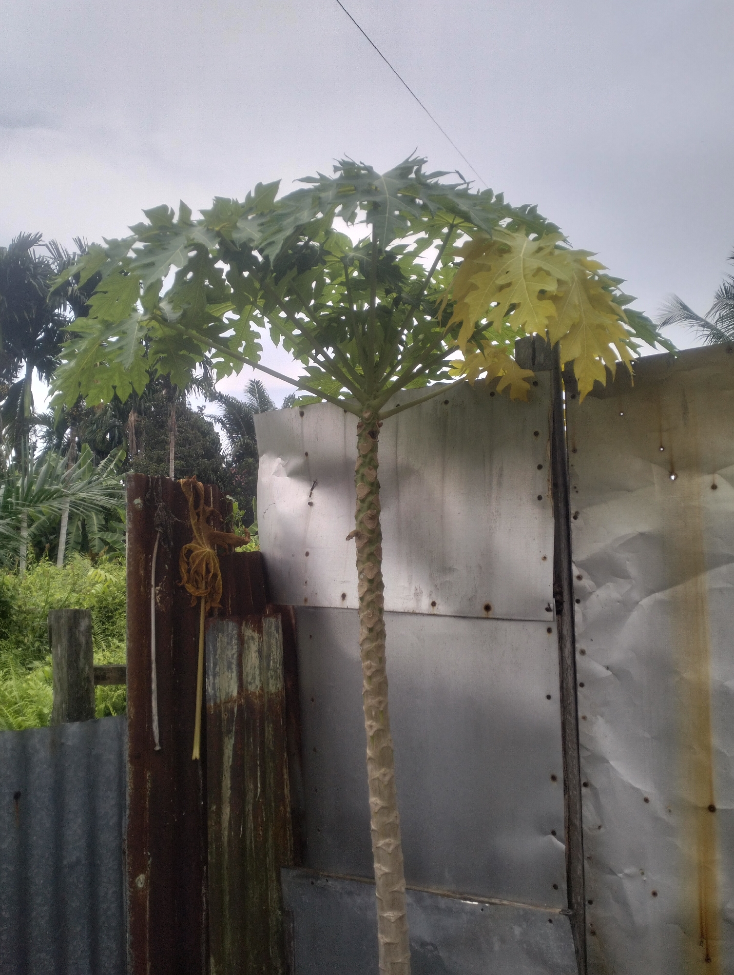A papaya tree with green and yellowing leaves stands in front of a corrugated metal fence in Dumai City, Indonesia. The fence is partially rusted and appears weathered. Behind the fence, lush green vegetation and other trees, possibly palm trees, are visible. The sky is overcast with a light gray color. The scene appears to be outdoors in a tropical or subtropical environment.