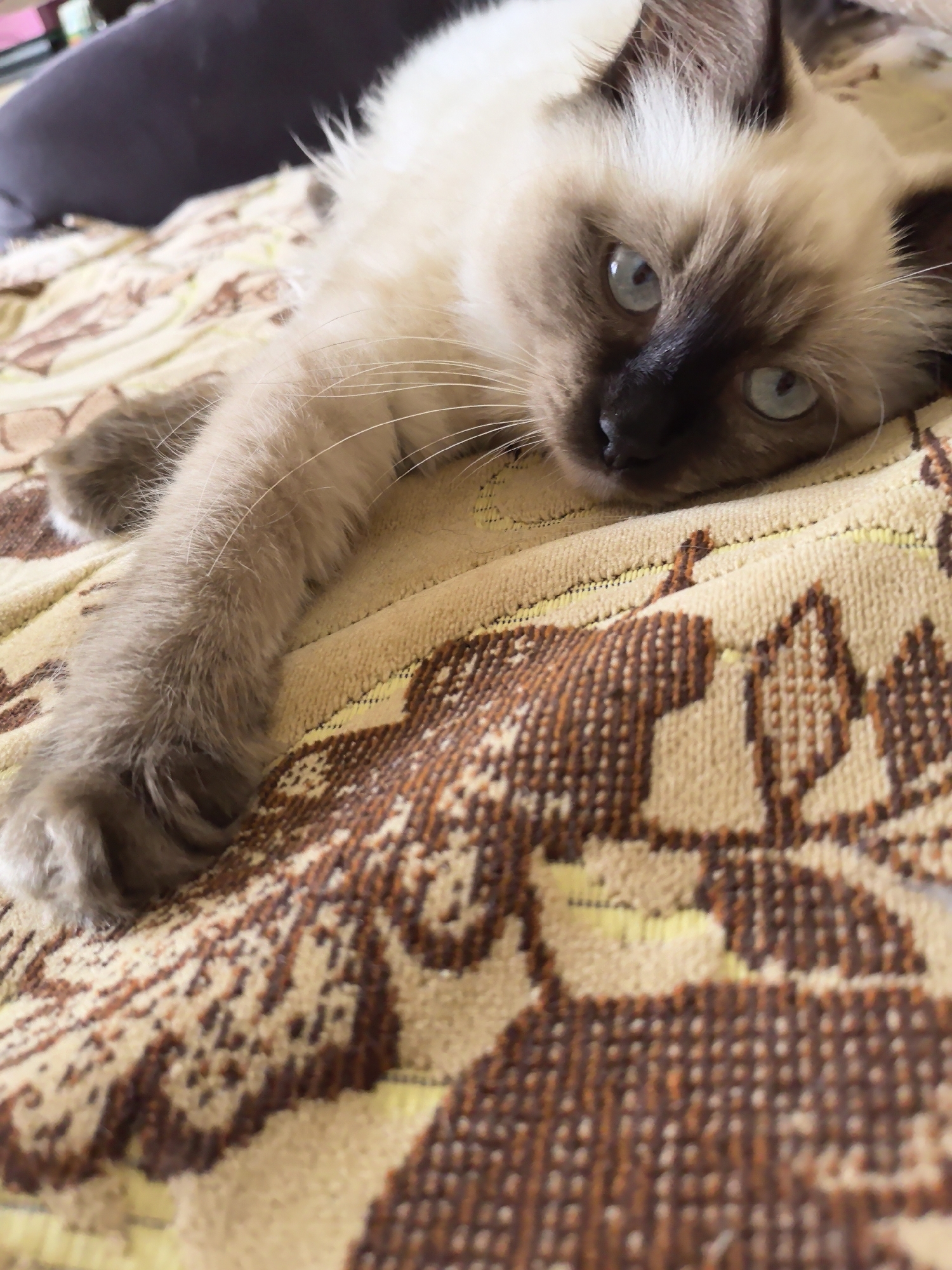 A Siamese kitten with blue eyes is lying on a patterned blanket. The kitten's fur is light brown and cream, with darker brown points on its ears and face. Its left paw is extended forward. The blanket has a brown and cream floral pattern. The background is blurred and shows a dark cushion. There are no discernible features indicating a location within the city of Veshenskaya, Russia.