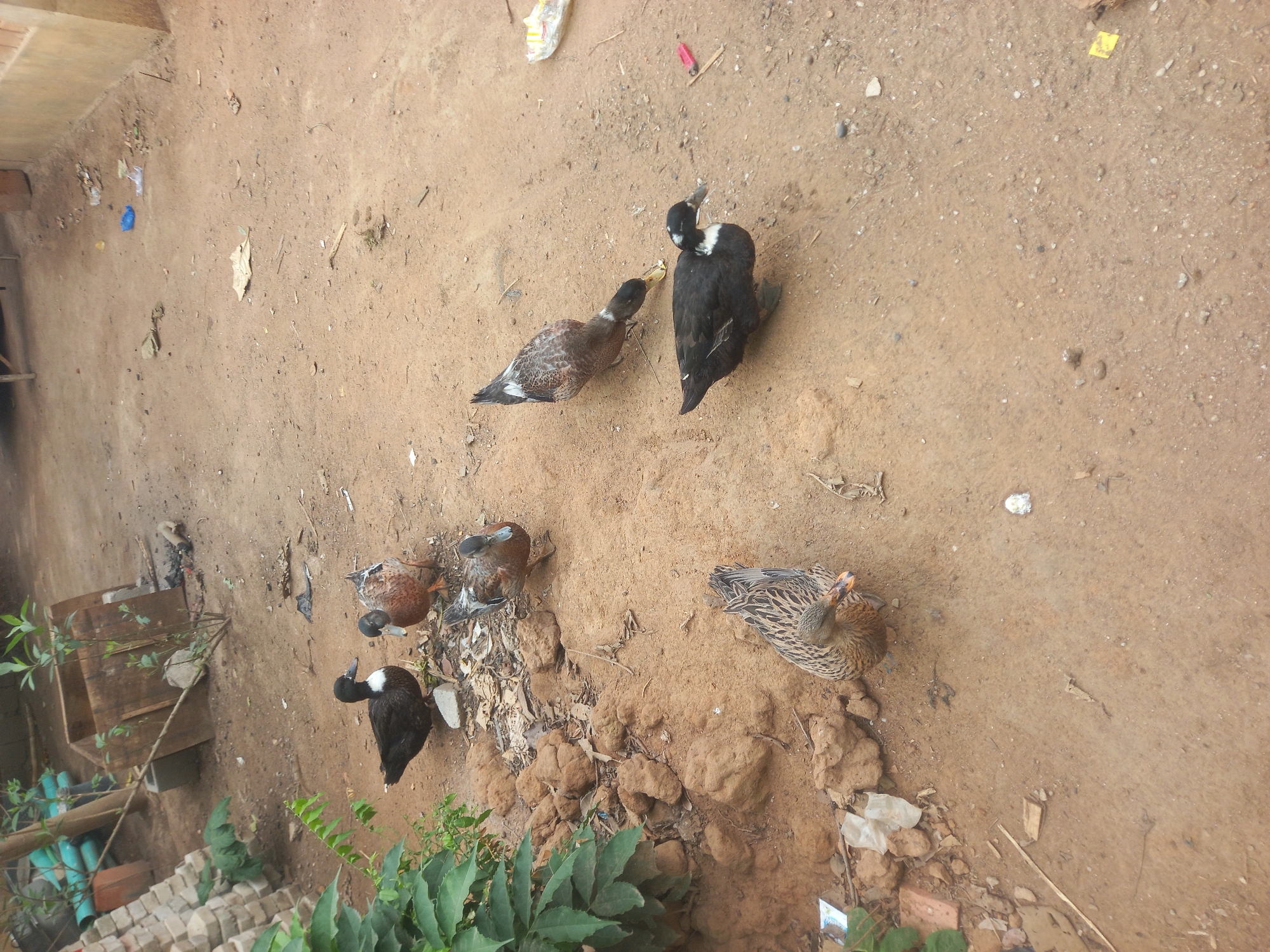 The scene depicts a dirt yard in Ojere, Nigeria. Six ducks, including two with black and white markings, are present. The ground is brown soil, interspersed with small rocks, debris, and sparse vegetation. In the bottom left corner are green plants and construction materials. In the upper portion of the scene, there are bits of refuse on the ground.