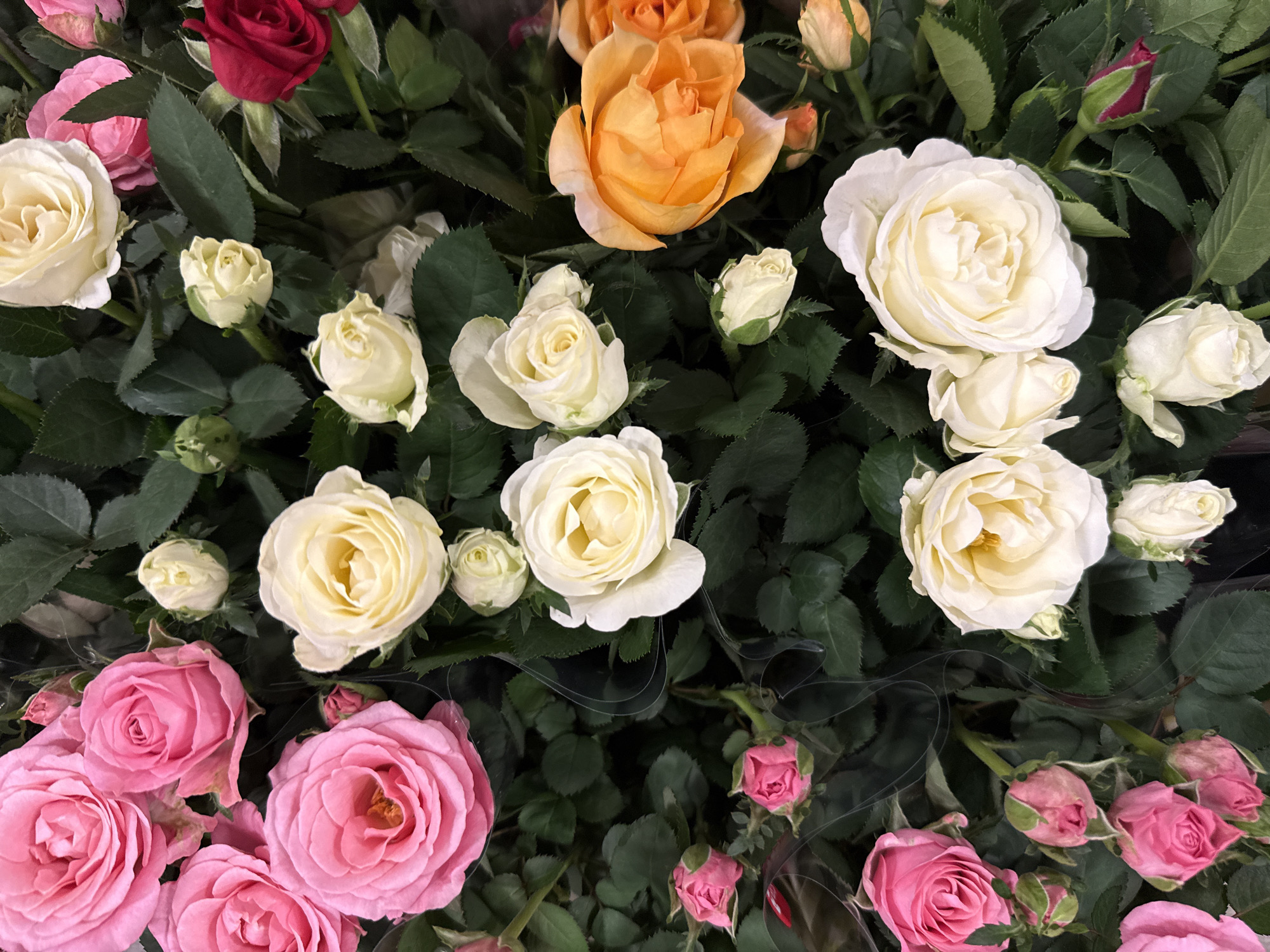 A high-angle close-up shot features a dense arrangement of various roses in different stages of bloom and bud, interspersed with dark green foliage. The roses are predominantly pink, white, and orange, with a single red rose visible in the upper right quadrant. Some of the roses are fully open, revealing their layered petals, while others are tight buds. The overall impression is of a floral display. The image does not provide any visual cues to indicate a specific location within the city of Bad Lauterberg im Harz, Germany.