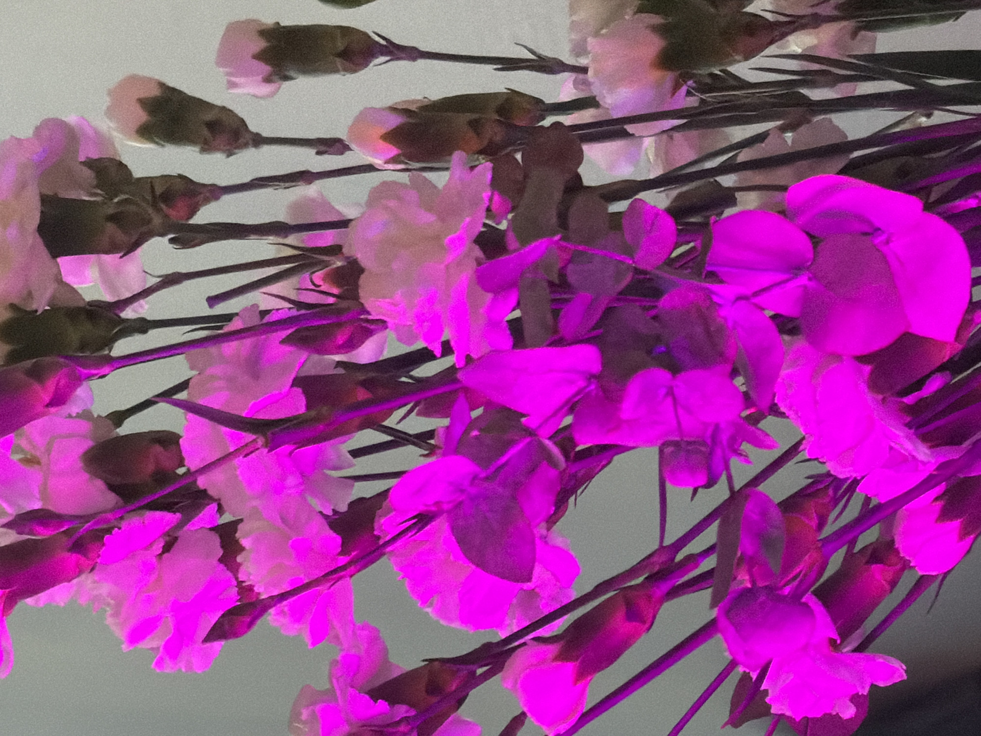 The image shows a close-up of white flowers with pink lighting. The stems are visible, pointing in various directions. The background is a muted gray. The location and further details related to the city of Saint Petersburg, Russia, or any people, actions, or interactions are not identifiable from the image provided.