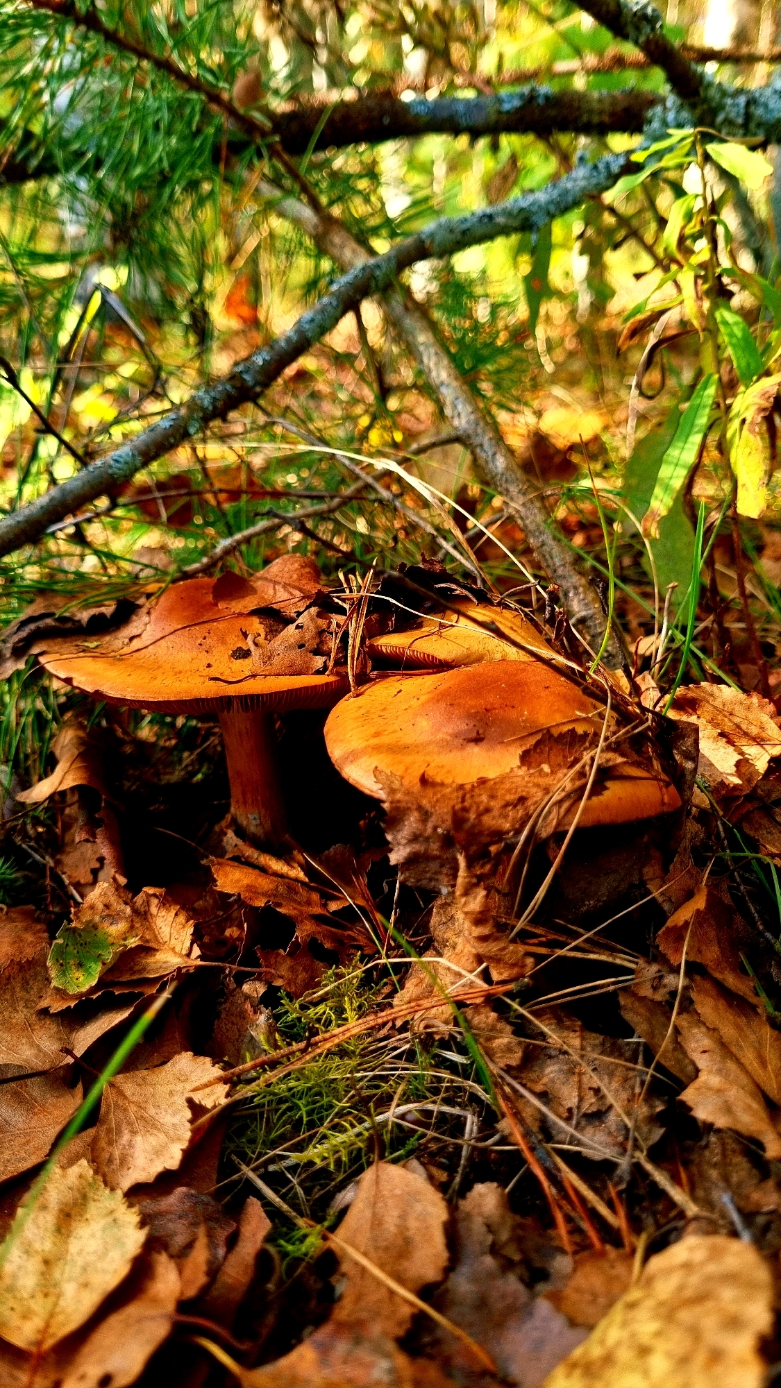 This image is a close-up shot of two brown mushrooms growing amongst fallen autumn leaves and pine needles in a forest setting. The mushrooms have wide, flat caps with visible gills underneath. The surrounding environment is characterized by natural forest floor elements, including dry leaves in various shades of brown and green moss. Overhead, branches and pine boughs are visible, partially obscuring the sunlight which filters through, creating dappled light and shadow. The image appears to be taken in the city of Vysokoe, Russia, given the context provided. There are no people or animals depicted in the image, and no specific actions are being performed.
