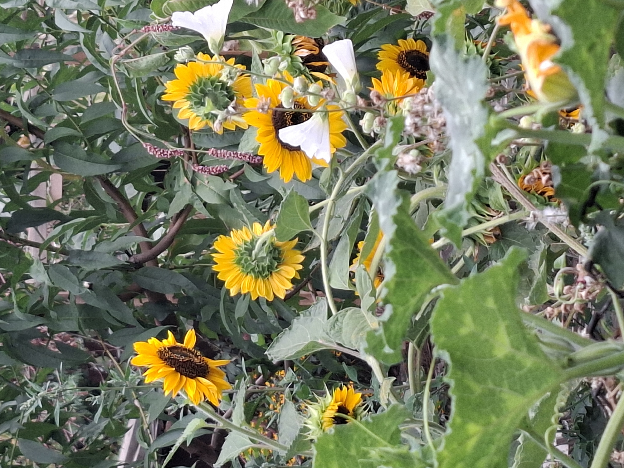 The image depicts a close-up view of several sunflowers in a garden setting, with lush green foliage and some white flowers interspersed. The sunflowers exhibit their characteristic yellow petals and dark brown centers. Some of the sunflowers are facing the viewer, while others are seen from the back, revealing their green sepals. The overall impression is one of natural growth and vibrant colors. No people are visible in the image. The scene appears to be a natural garden or park, likely in Almaty, Kazakhstan, given the prompt.