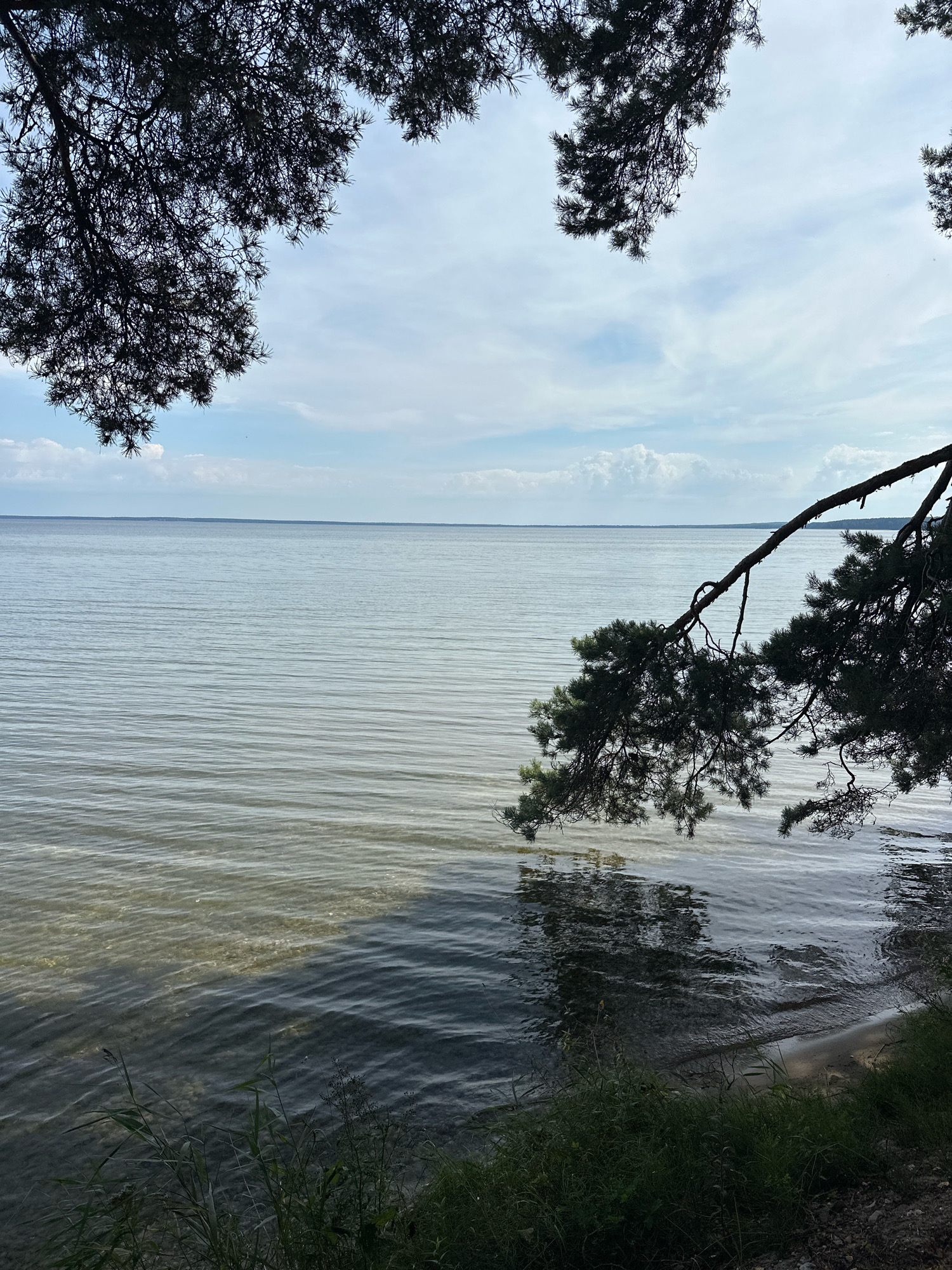 The image depicts a tranquil natural scene on the shore of Lake Narač, located in the Narač Rural Council, Belarus. Overhanging pine branches frame the upper portion of the shot, their dark silhouettes contrasting with a pale blue sky dotted with wispy white clouds. The lake occupies the majority of the frame, its surface gently rippling, reflecting the muted tones of the sky. The water transitions from a lighter, shallower area near the shore, where the sandy bottom is visible through the clear water, to a deeper, darker expanse further out. A narrow strip of sandy beach is visible on the right side, bordered by lush green grass and some small stones. The overall impression is one of peaceful seclusion in a lakeside environment. There are no people or animals present in the image.
