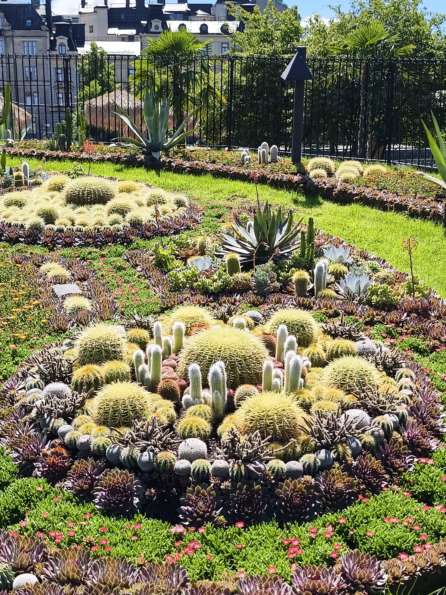 This is an exterior, eye-level, medium shot of a cactus and succulent garden in Norrköping, Sweden. The garden features various species of cacti, including barrel cacti, columnar cacti, and hedgehog cacti, arranged in circular beds with a low border of succulents and small pink flowers. The ground is covered in vibrant green grass. In the background, a black metal fence encloses the garden, and beyond that, a dark-colored structure with a pointed roof sits on a metal pole. Further in the background, buildings with white facades and dark roofs are visible, along with lush green trees. The sky is a clear, bright blue.