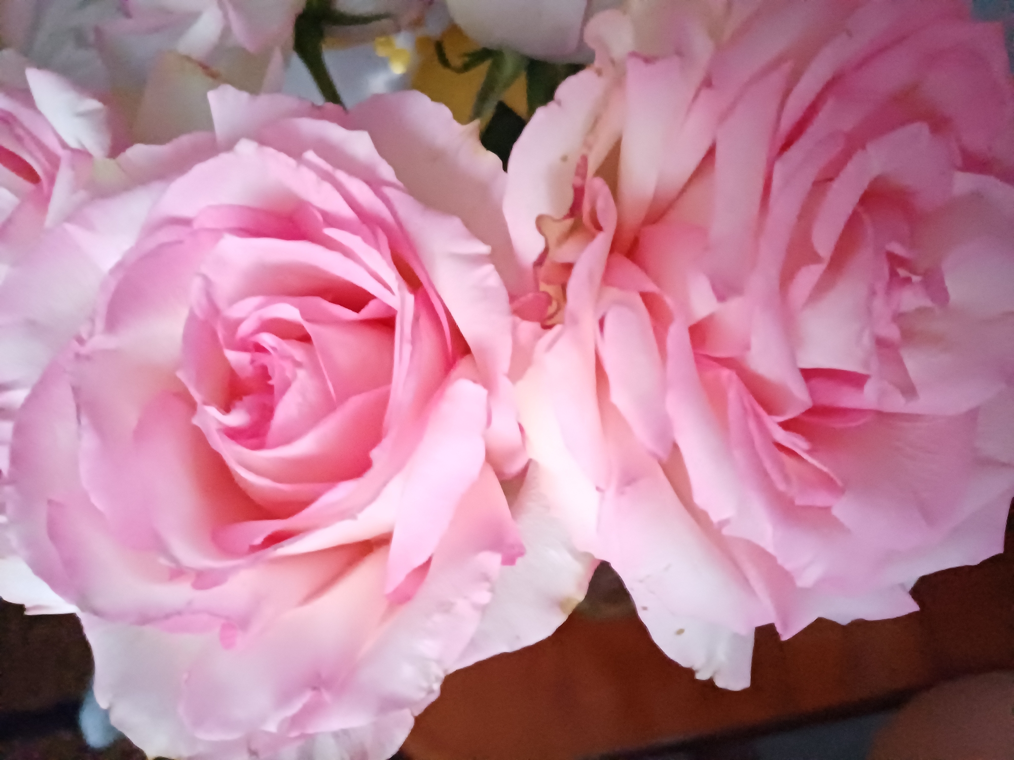 This is a close-up, overhead shot of two pink roses with layered petals. The rose in the foreground is slightly out of focus, with its petals appearing soft and ruffled. The rose behind it is more in focus, showing intricate petal details and a gradient of color from white at the edges to a vibrant pink in the center. The background is dark and blurred, with hints of brown and green, suggesting a natural setting or a vase arrangement. The lighting is soft and diffused, highlighting the delicate texture of the rose petals.