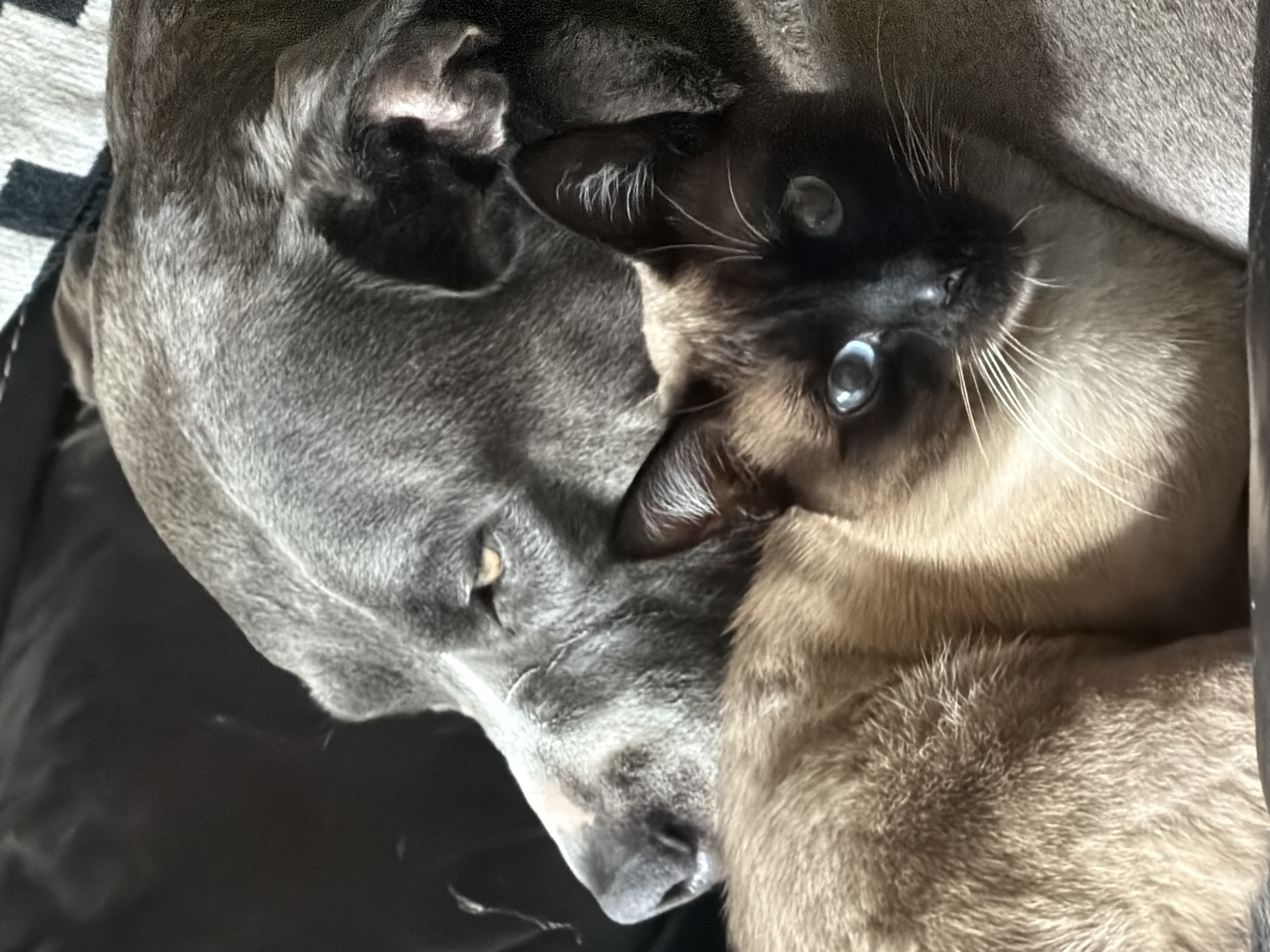 A gray dog and a Siamese cat are closely nestled together. The dog's head is visible with its muzzle resting on a dark surface. The cat is positioned on top of the dog, its head turned toward the camera, revealing its bright blue eyes and dark brown facial mask. The background is blurred. The scene appears to be indoors. There is no indication that this image was taken in Esch-sur-Alzette, Luxembourg.