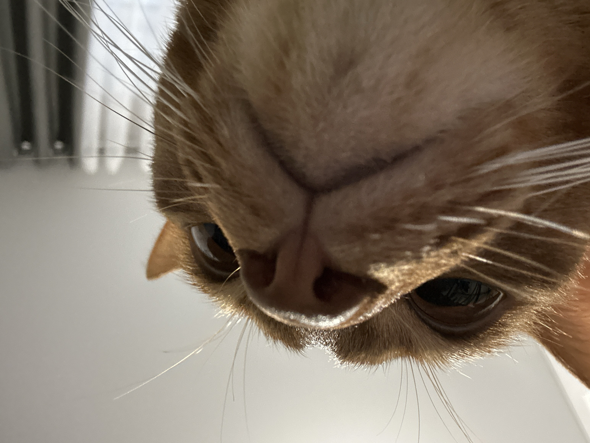 A close-up, inverted view of a ginger cat's face. The cat's eyes are visible, and its nose is prominent. The fur around the face is ginger in color. Long, white whiskers extend from its muzzle. The background is a light, neutral color. The scene is not specifically identifiable as being in Kazan, Russia.