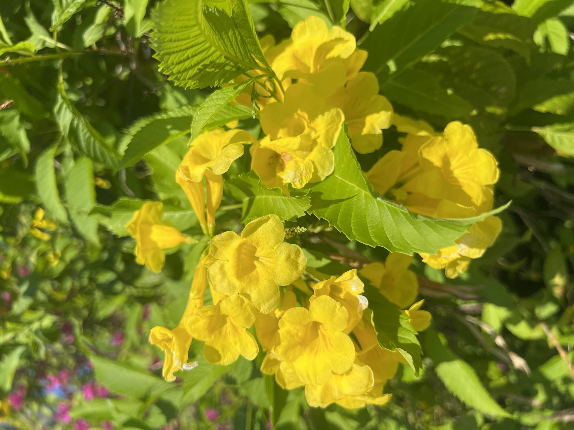 This is a close-up, eye-level shot of a cluster of bright yellow trumpet-shaped flowers, likely a variety of Yellow Bell or Esperanza, set against a backdrop of vibrant green leaves. The flowers are the primary subject, with their delicate petals and tubular shapes clearly visible, some still partially closed while others are fully open. Sunlight dapples the scene, creating highlights and shadows on the petals and leaves, adding depth and dimension. In the blurred background, hints of other plants with pink and purplish flowers can be seen, suggesting a garden or natural setting. The overall impression is one of lush, natural beauty bathed in sunlight. This scene is not specifically located in Ninh Ích, Vietnam; the provided image is a generic nature photograph.