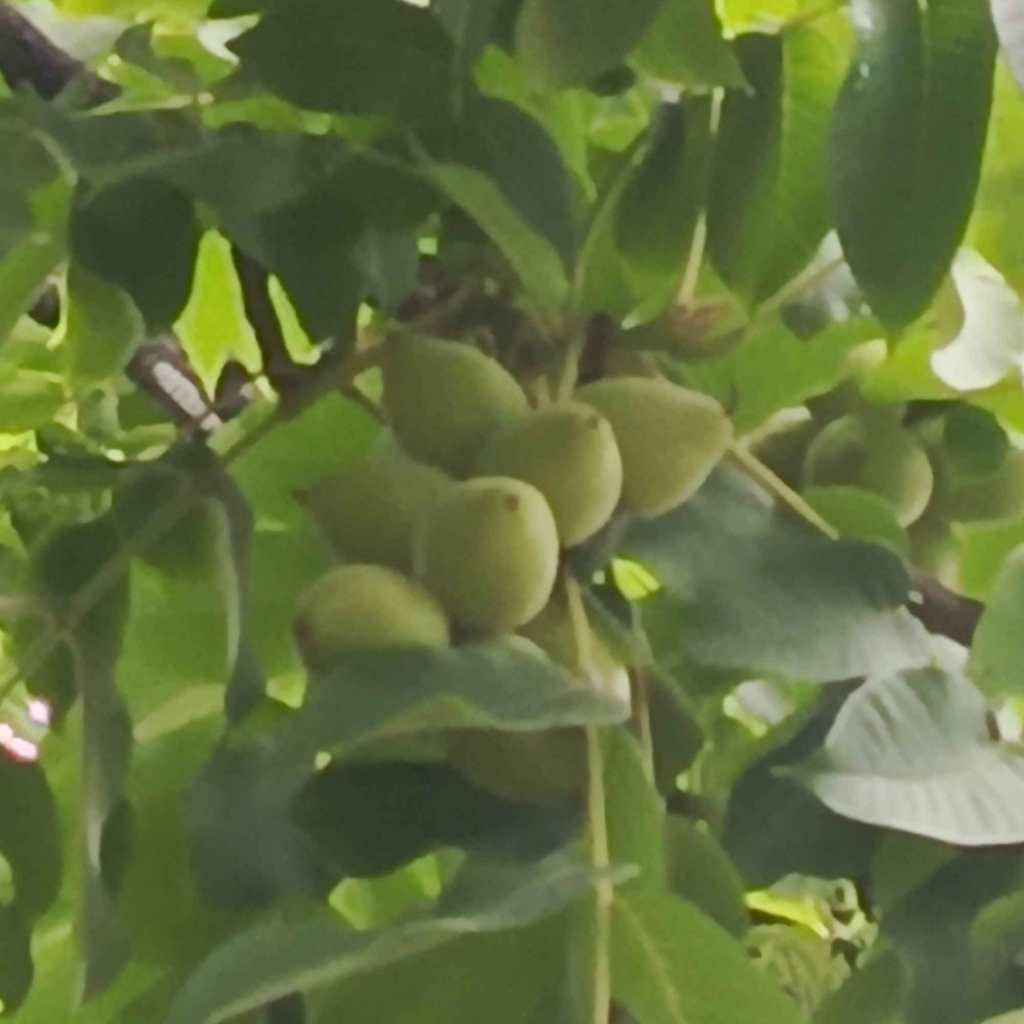 The image is a close-up, slightly blurry photograph of a cluster of green walnuts hanging from a tree branch amidst lush green leaves. The walnuts are oval-shaped and appear to be unripe, with a soft, light green hue. They are clustered together, with some overlapping. The leaves are a vibrant green, some catching the light and appearing brighter. The background is a soft blur of more green foliage and some darker tree branches. The lighting suggests it is daytime, possibly overcast or with dappled sunlight. The scene is outdoors, within a natural environment such as a garden or orchard. There are no people or any other identifiable objects in the frame.