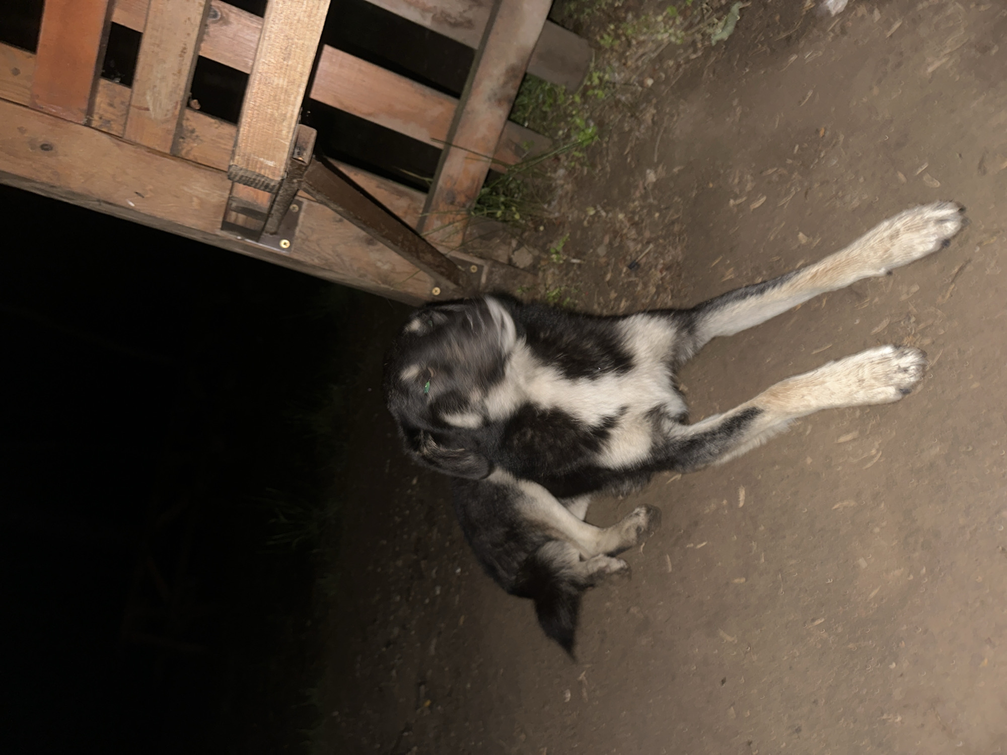 The image captures a dog lying on dirt ground next to a rustic wooden structure, likely at night or in very low light conditions in Blagoevgrad, Bulgaria. The dog has a black and white coat, with patches of white fur on its chest, belly, and legs, and darker fur on its back and head. One of the dog's eyes appears to reflect light with a greenish hue. Its front paws are extended, while its rear paws are tucked underneath its body.
The ground is a light brown, uneven dirt surface, with small stones and sparse green weeds scattered across it. The wooden structure to the left consists of weathered planks and beams, possibly forming a fence or part of a makeshift enclosure. Metal fasteners are visible attaching parts of the wood. A very dark area, indicating a lack of illumination, is visible behind the wooden structure. The dog appears to be resting calmly in this outdoor setting. No human figures or visible text are present in the image.