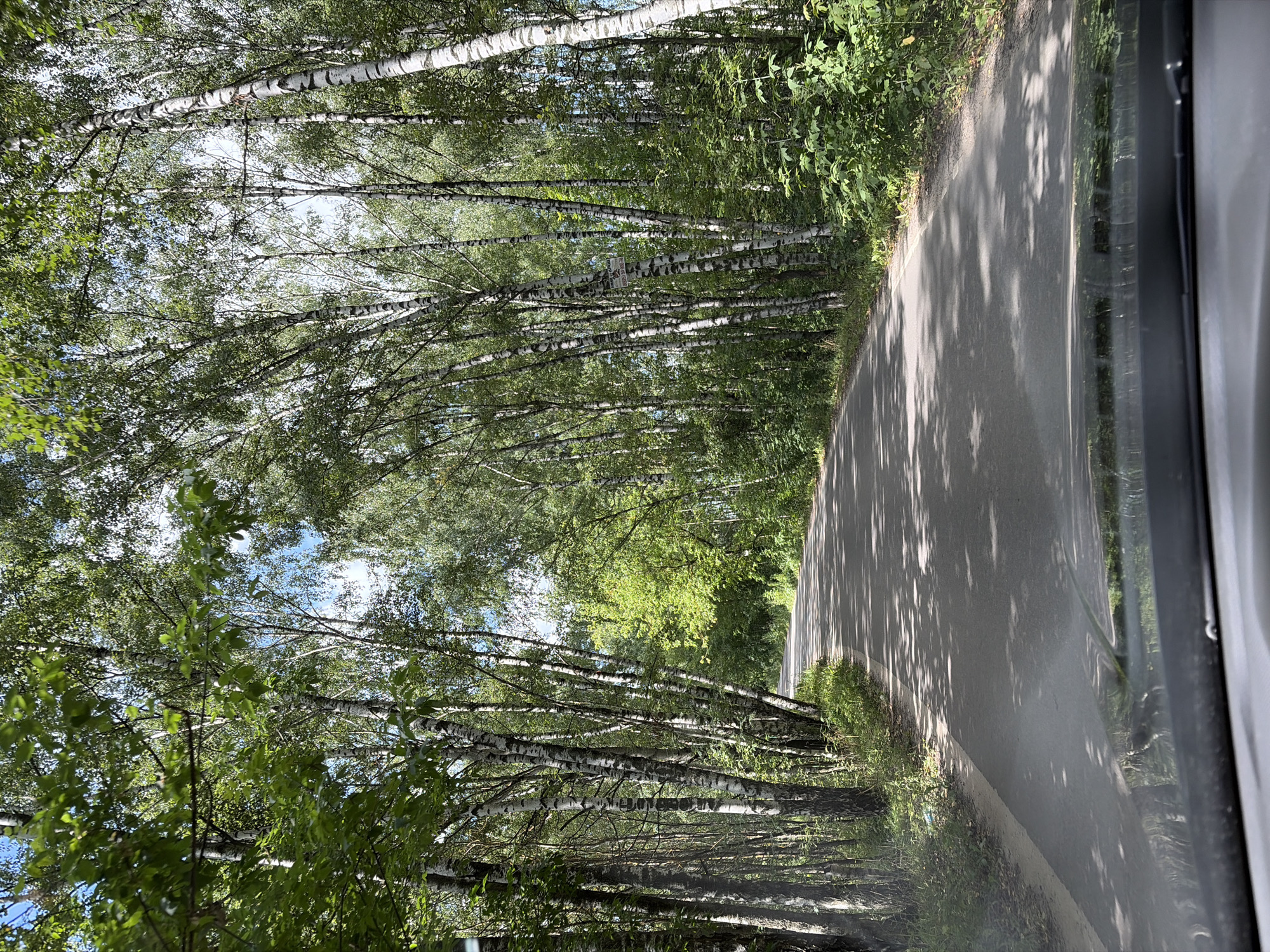 The image shows a paved road winding through a dense forest. The trees are predominantly birch trees with their distinctive white bark, interspersed with other deciduous trees and lush green undergrowth. Sunlight filters through the canopy, casting dappled shadows on the road. The road appears to be a rural or suburban route, possibly leading into or out of the city of Imeni Vorovskogo, Russia, given the prevalence of birch trees which are common in the region. The perspective suggests the photo was taken from inside a vehicle, looking forward. There are no people visible in the image. The environment is serene and natural, indicative of a summer day.