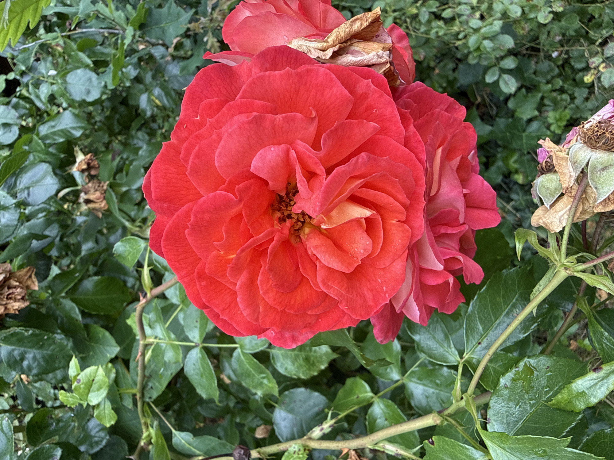 A close-up shot of a vibrant red rose is captured in the foreground, its petals unfurling in multiple layers. The rose is positioned slightly off-center to the right, with its bloom filling a significant portion of the frame. To the right of the main rose, a second, less developed rose, also red, is visible, with some dried, brown petals on its edge. In the lower right corner, several dried, spent rose buds with developing seed pods are present.
The rose is surrounded by lush, green foliage. The leaves are various shades of green, some appearing glossy and wet, suggesting recent rain or dew. Thorny stems of the rose bush are visible, particularly in the left and lower parts of the image, intertwining with the leaves. In the upper background, more green leaves are visible, creating a dense, natural backdrop.
The scene appears to be an outdoor garden setting, likely a park or private garden, given the presence of rose bushes and the naturalistic arrangement of the plants. The lighting suggests it is daytime, with soft light illuminating the rose petals and leaves. There are no people or animals visible in the image.
The location of this image is the Engelsburgpark in Herford, Germany.