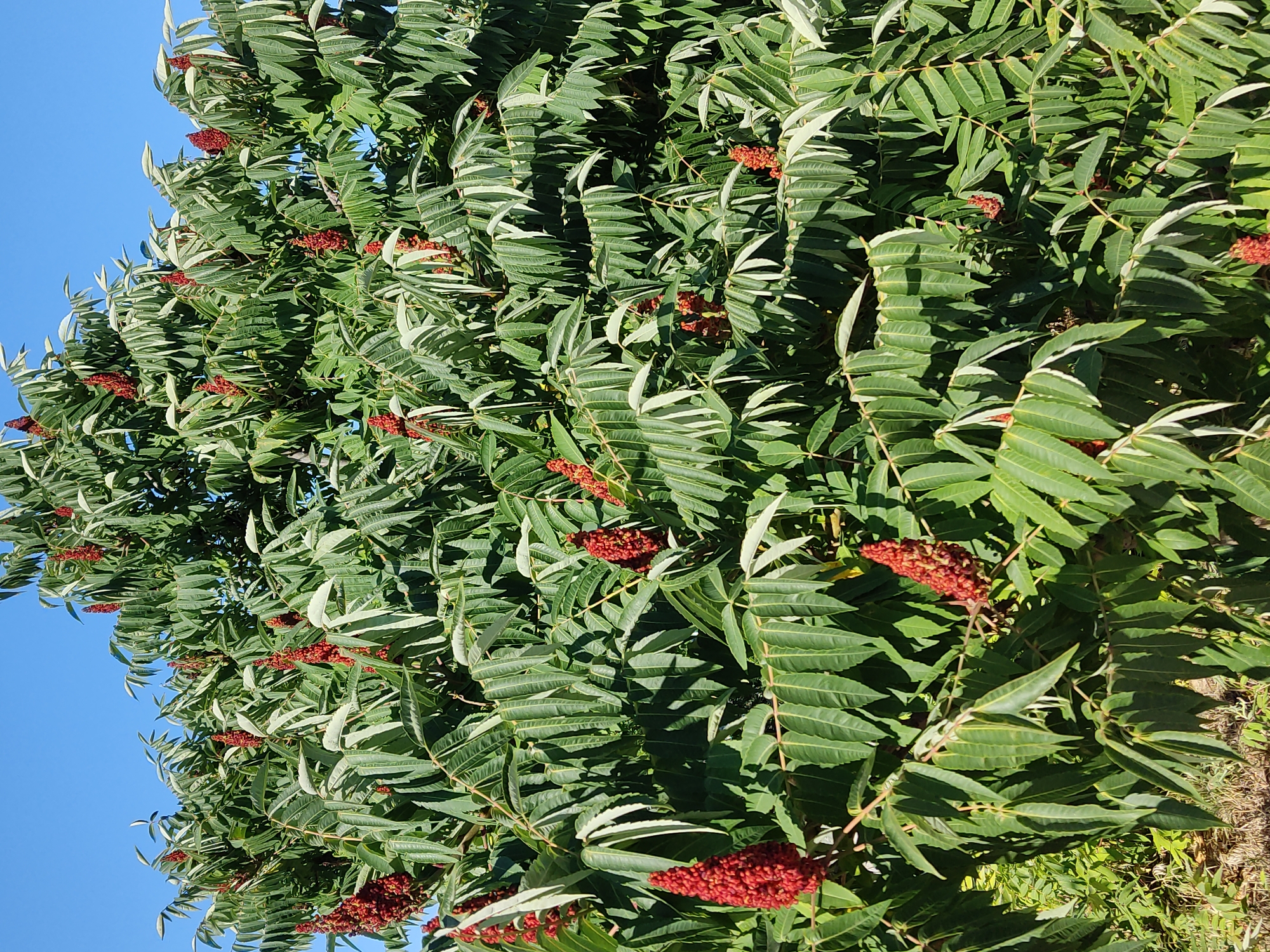 A full-frame, eye-level, outdoor, close-up shot features the vibrant green, pinnately compound leaves and fuzzy, conical, red fruit clusters of a Staghorn sumac (Rhus typhina) shrub against a clear, bright blue sky. The foliage is dense, with individual leaves displaying a serrated margin and a pointed tip. The red fruit, also known as drupes, are tightly packed and form upright, velvety spikes that contrast sharply with the green leaves. The shrub appears healthy and is in full bloom, with the fruit likely in its late summer or early fall stage of development. The background is dominated by the sky, with a hint of dry ground and some lower green foliage visible at the bottom edge of the frame. No people or animals are present in the image.