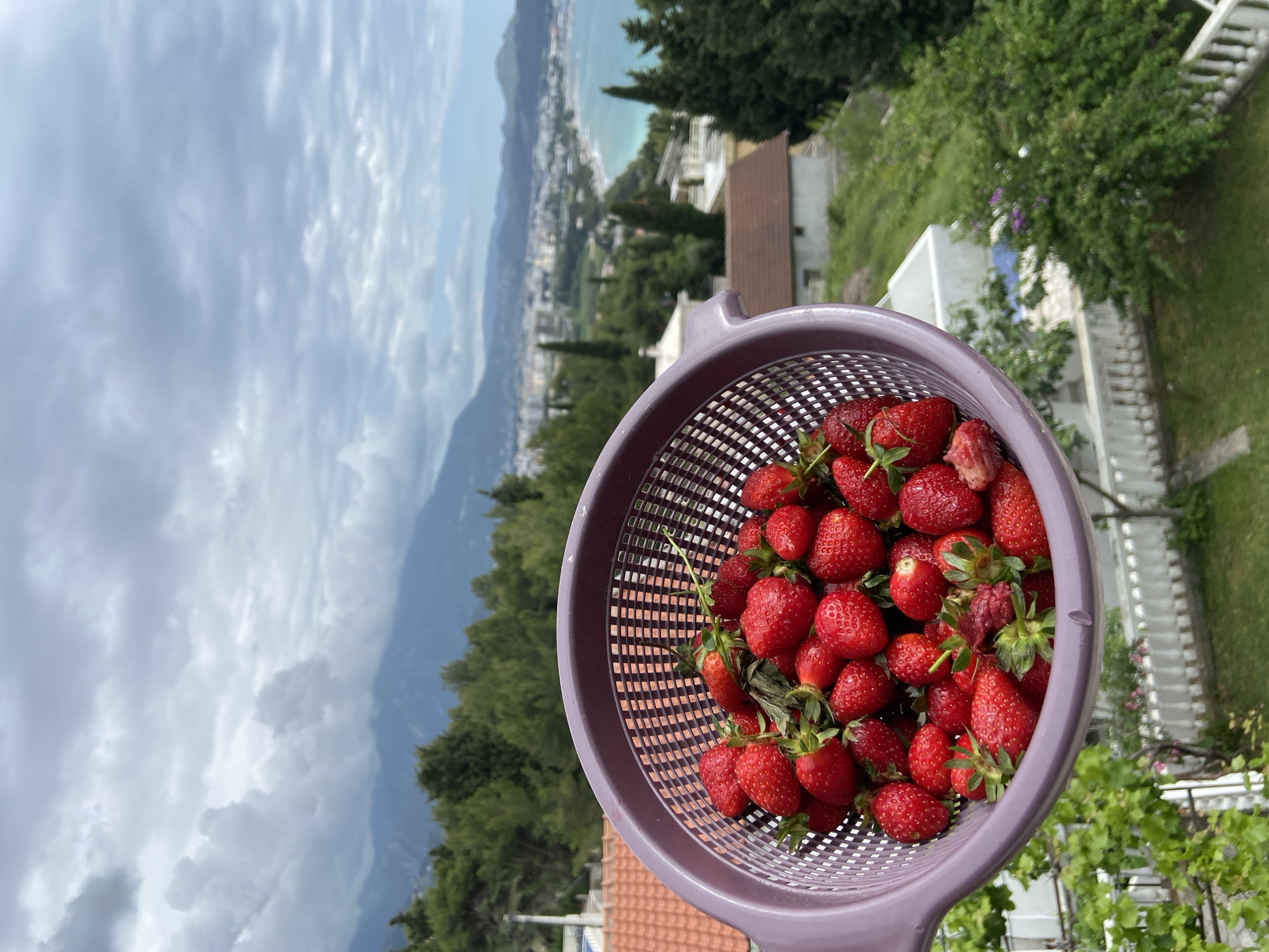 A colander filled with fresh strawberries is positioned in the foreground against a scenic backdrop. The colander is lavender-colored and the strawberries are red with green stems. The background reveals a landscape including mountains, a coastline, and buildings. The presence of a coastline and architecture suggests a residential area near the sea. The scene is illuminated by natural daylight, visible in the sky. Based on the landscape, the image appears to have been taken in Šušanj, Montenegro. The photograph is an outdoor shot taken from a high vantage point. The photograph has been rotated and is presented on its side.