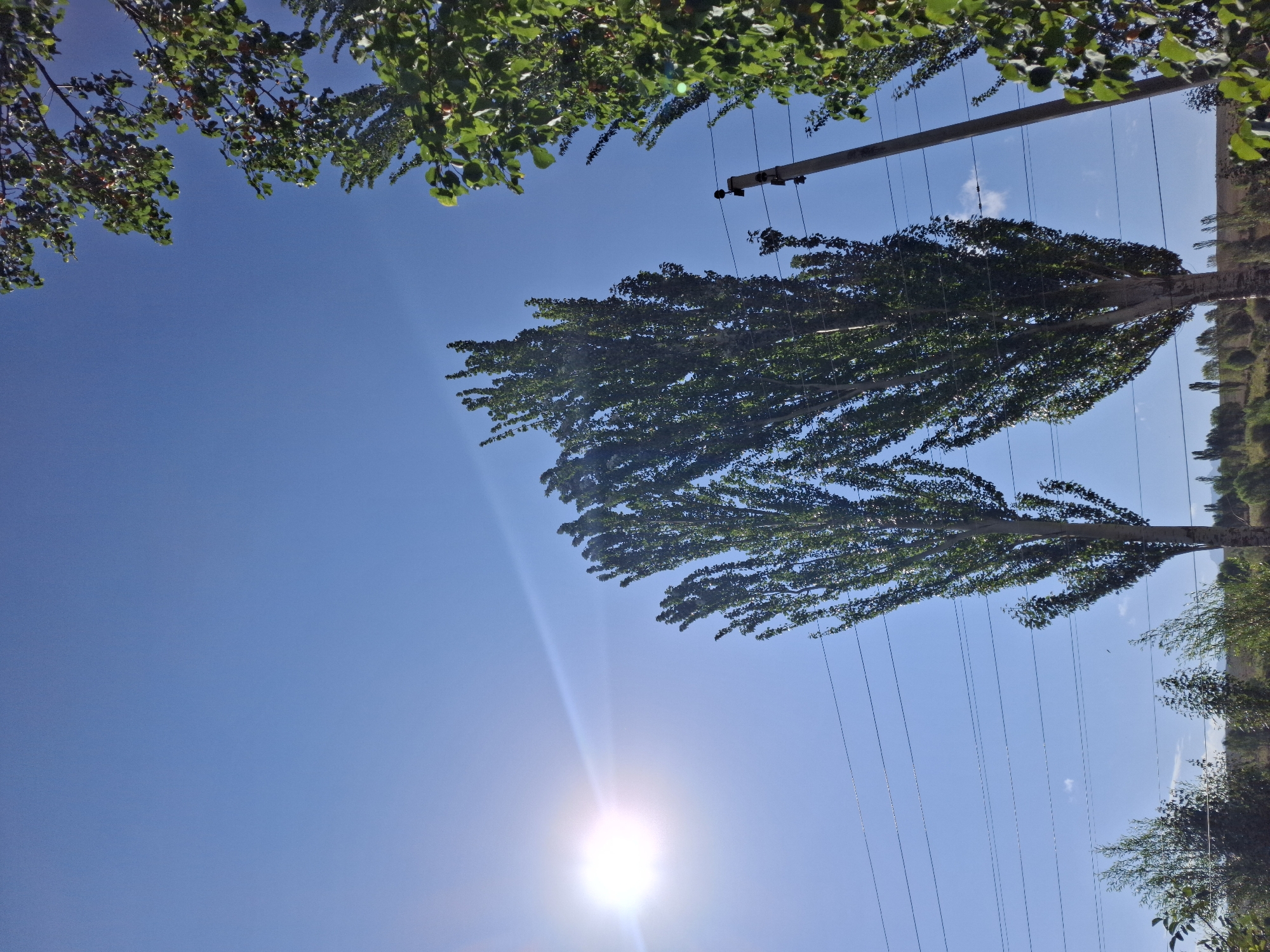 In Jeti-Ögüz, Kyrgyzstan, under a bright, cloudless blue sky, two tall, slender trees with dense green foliage dominate the mid-ground. The sun, a brilliant orb with visible lens flare, is positioned to the left, casting a strong light. Several parallel power lines stretch horizontally across the frame, interrupted by a utility pole on the right. In the background, a gentle, treed slope rises, with more trees dotting the landscape. The lower portion of the image shows the ground covered in various vegetation.