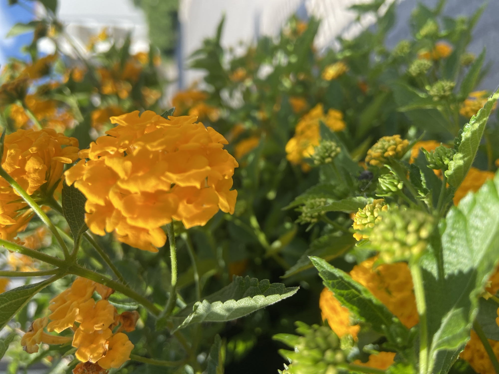 A close-up, shallow depth of field shot focuses on a cluster of vibrant orange lantana flowers and their green foliage. The flowers, detailed and textured, are the primary subject, with some appearing fully bloomed and others as small, tightly closed buds. Green leaves with serrated edges surround the flowers, some illuminated by sunlight, casting subtle shadows. In the background, the scene is blurred, hinting at a pathway or road and a building, suggesting an outdoor urban environment. The lighting is bright, indicative of daytime. The image does not contain any people or evidence of actions or interactions. The overall impression is one of natural beauty within a developed area, potentially a park or garden in Budva, Montenegro.