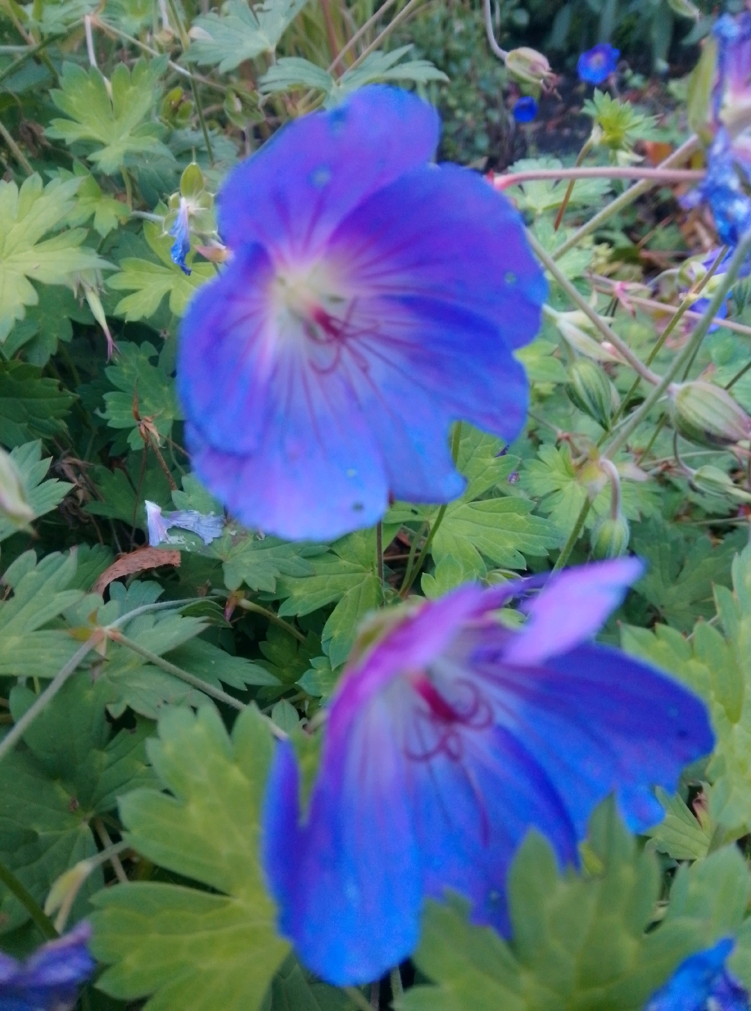 The image displays a close-up view of two vibrant purple flowers, likely Geranium species, set against a backdrop of lush green foliage. The flowers, with their delicate petals and intricate dark veins, are the primary subjects. The foreground flower is mostly in focus, revealing its layered structure and a hint of its stamen. The second flower, positioned slightly behind and to the right, is softer in focus, with its petals extending upwards. The background is a blur of green leaves and stems, with some small, out-of-focus blue flowers visible in the distance. No specific landmarks or indications of Hamburg, Germany are present in the image. The scene appears to be an outdoor garden setting, possibly captured during daylight hours due to the natural lighting.