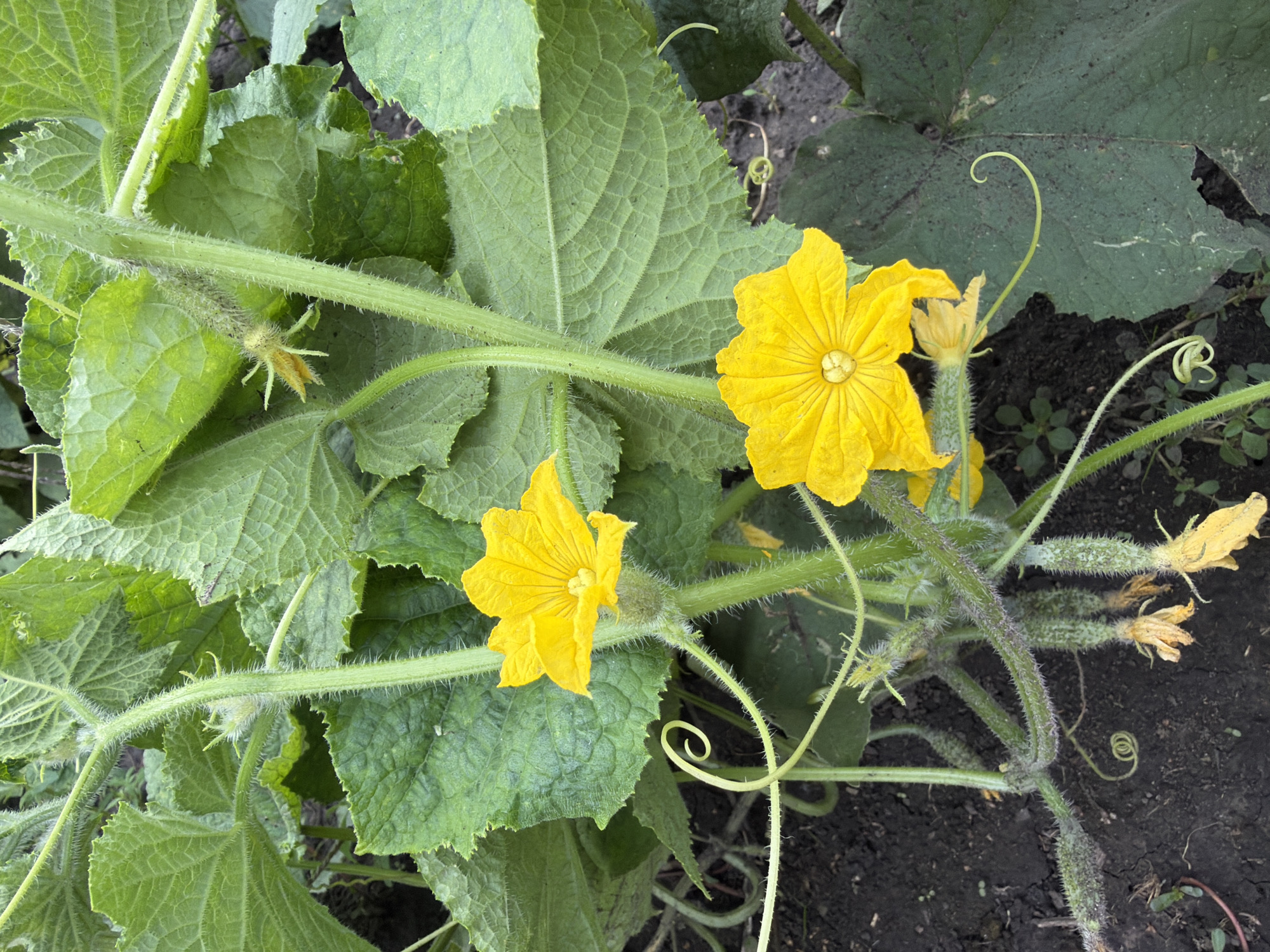 The image depicts a close-up view of a cucumber plant with yellow flowers and developing cucumbers. The plant is growing in dark soil, surrounded by large green leaves and tendrils. Two bright yellow flowers are visible, one in focus in the upper left quadrant and another slightly blurred in the lower right quadrant. Several small, prickly cucumbers are emerging from the stems. The scene appears to be outdoors, with natural lighting. The location provided is Altayskiye Zori, Russia, suggesting a rural or garden setting. There are no people or animals present in the image. The overall impression is one of natural growth and the beginning stages of fruit production in a garden environment.