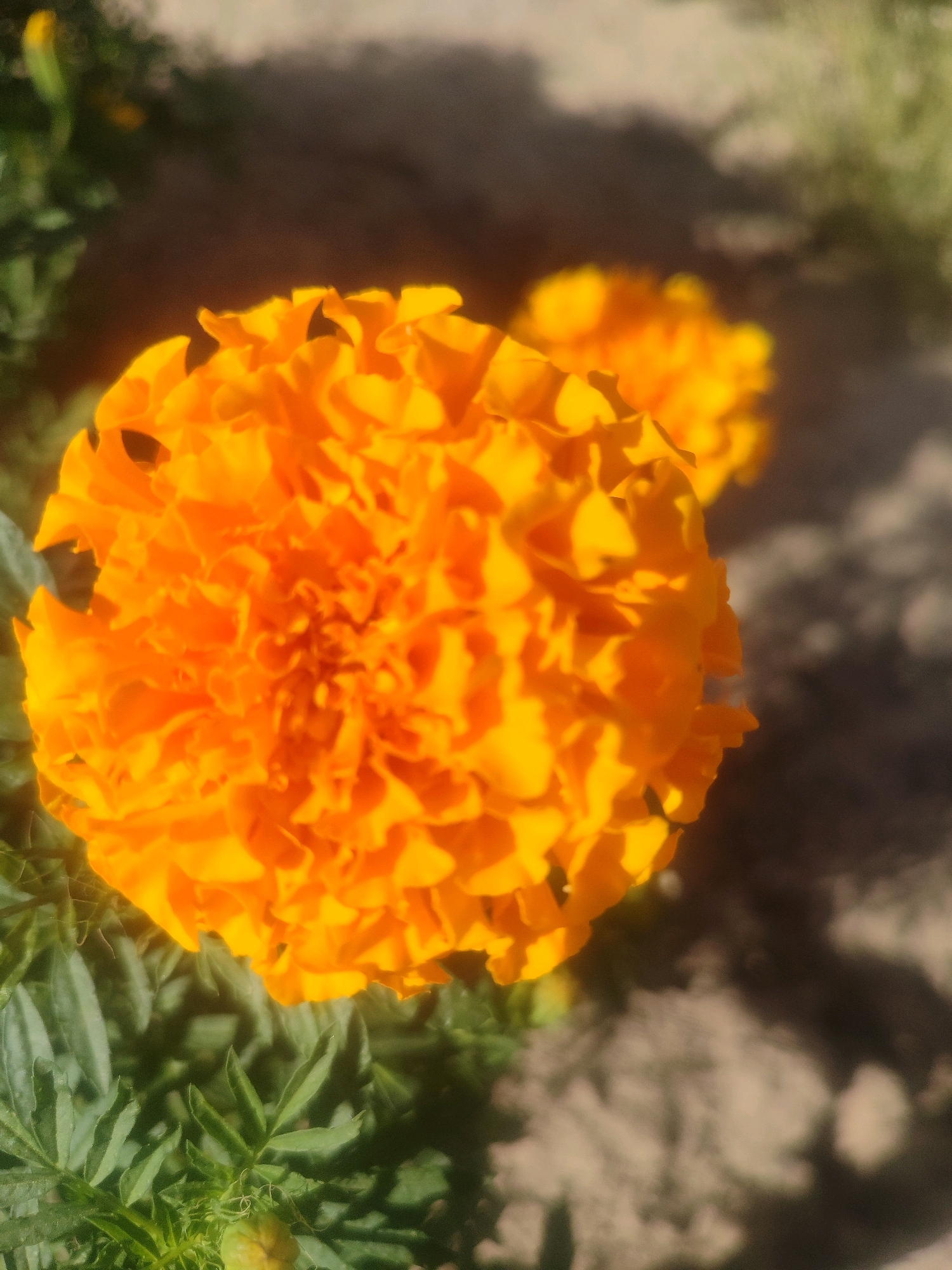 A close-up, high-angle shot captures a vibrant orange marigold flower in sharp focus. The flower's petals are densely packed, creating a textured, almost ruffled appearance. To the left and bottom of the frame, the feathery green foliage of the marigold plant is visible, with a small, green bud peeking out from the lower left corner. In the background, the ground appears to be a mix of soil and patchy vegetation, with another, slightly out-of-focus marigold bloom visible further back. The lighting suggests it is daytime, casting soft shadows and highlighting the warm tones of the flower. The scene is devoid of human presence or any identifying urban features, making it impossible to determine its specific location within Tashkent, Uzbekistan, or any other city.