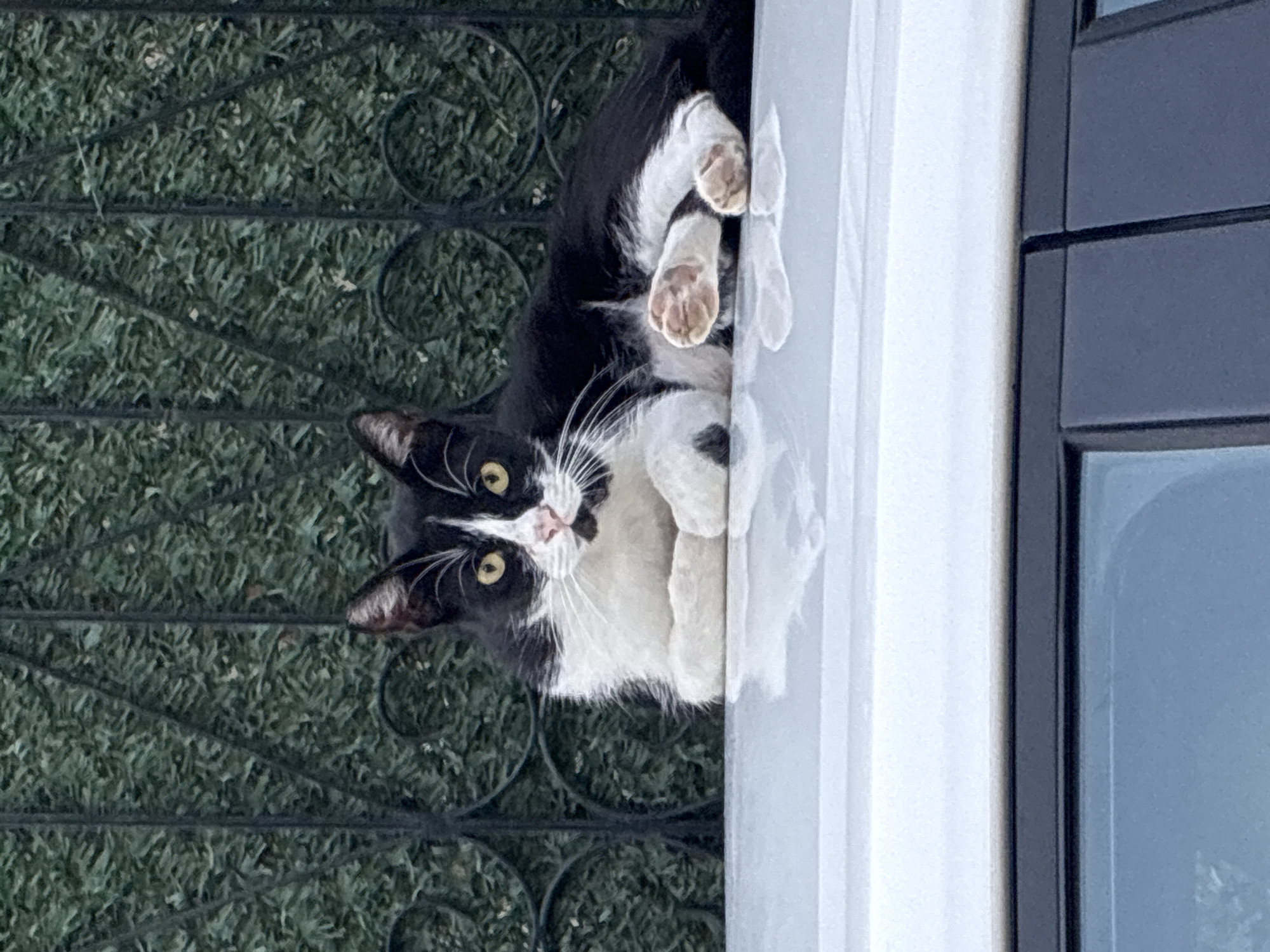 A black and white cat is lying on the roof of a silver car, with its paws tucked underneath its body. The cat has yellow eyes and white whiskers. Behind the car, there is a green hedge and a black wrought-iron fence. The scene appears to be outdoors, possibly in a residential area in Alanya, Turkey. The lighting suggests it is daytime.