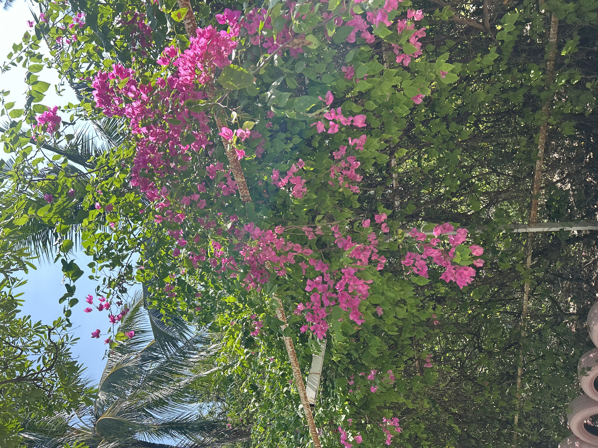 The image shows a dense wall of bougainvillea with bright pink flowers cascading down in front of lush green foliage. Palm fronds are visible in the upper left quadrant against a clear blue sky. A rusty metal support structure runs horizontally across the middle of the frame, partially obscured by the vegetation. The lower portion of the image reveals several pink tires stacked partially. The scene depicts a vibrant, overgrown garden setting, possibly in a residential or public area, with the bright colors of the flowers and tires offering a contrast to the natural green of the plants and the blue of the sky.
