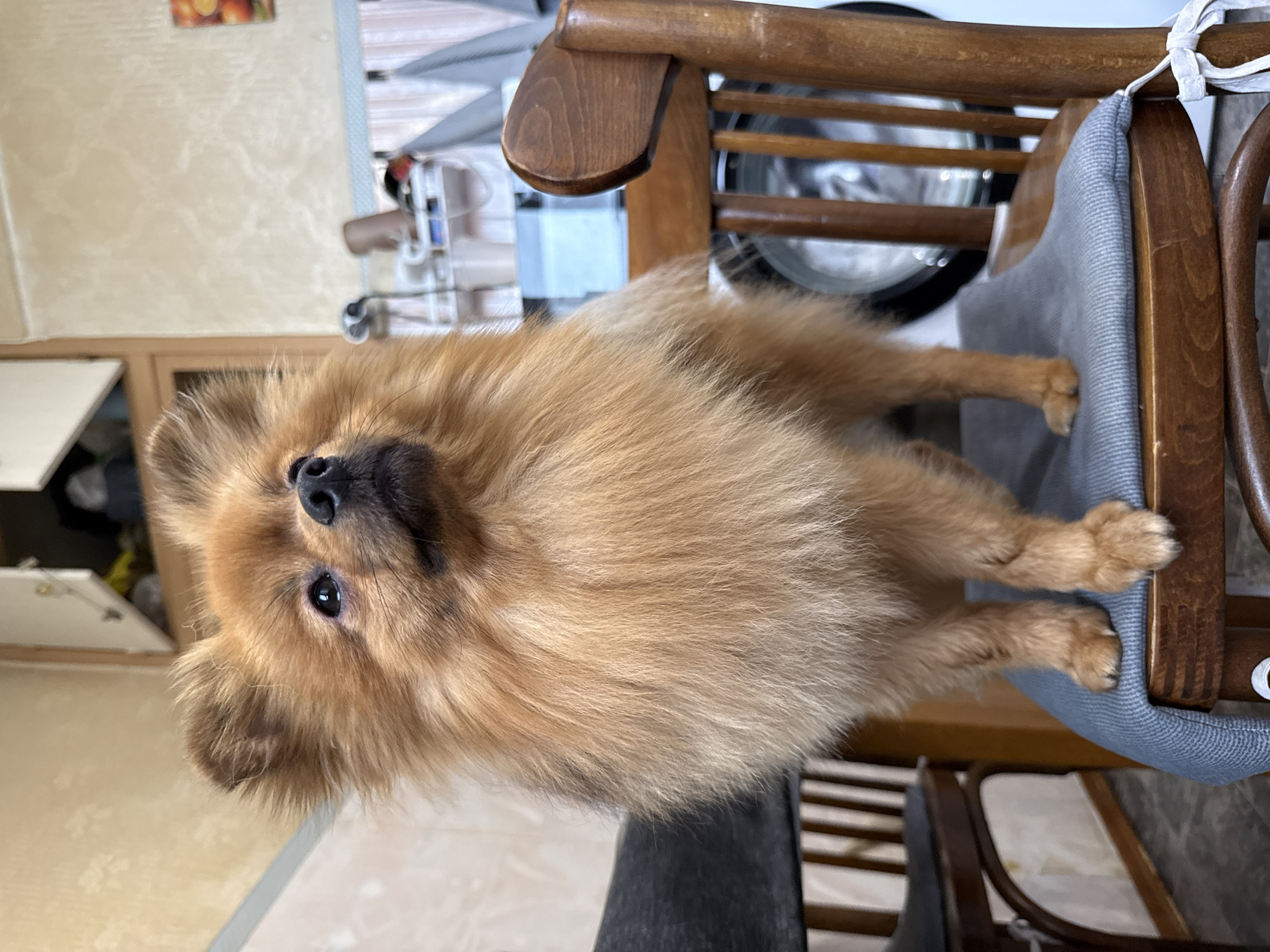 A tan Pomeranian dog stands on a wooden chair with a gray cushion, facing to the right and looking upwards. The dog has fluffy fur and dark eyes. The chair is located in a room with light-colored walls and a wooden cabinet visible in the background. There are other chairs and objects in the room, including what appears to be a washing machine. The scene is indoors, likely in a residential setting.