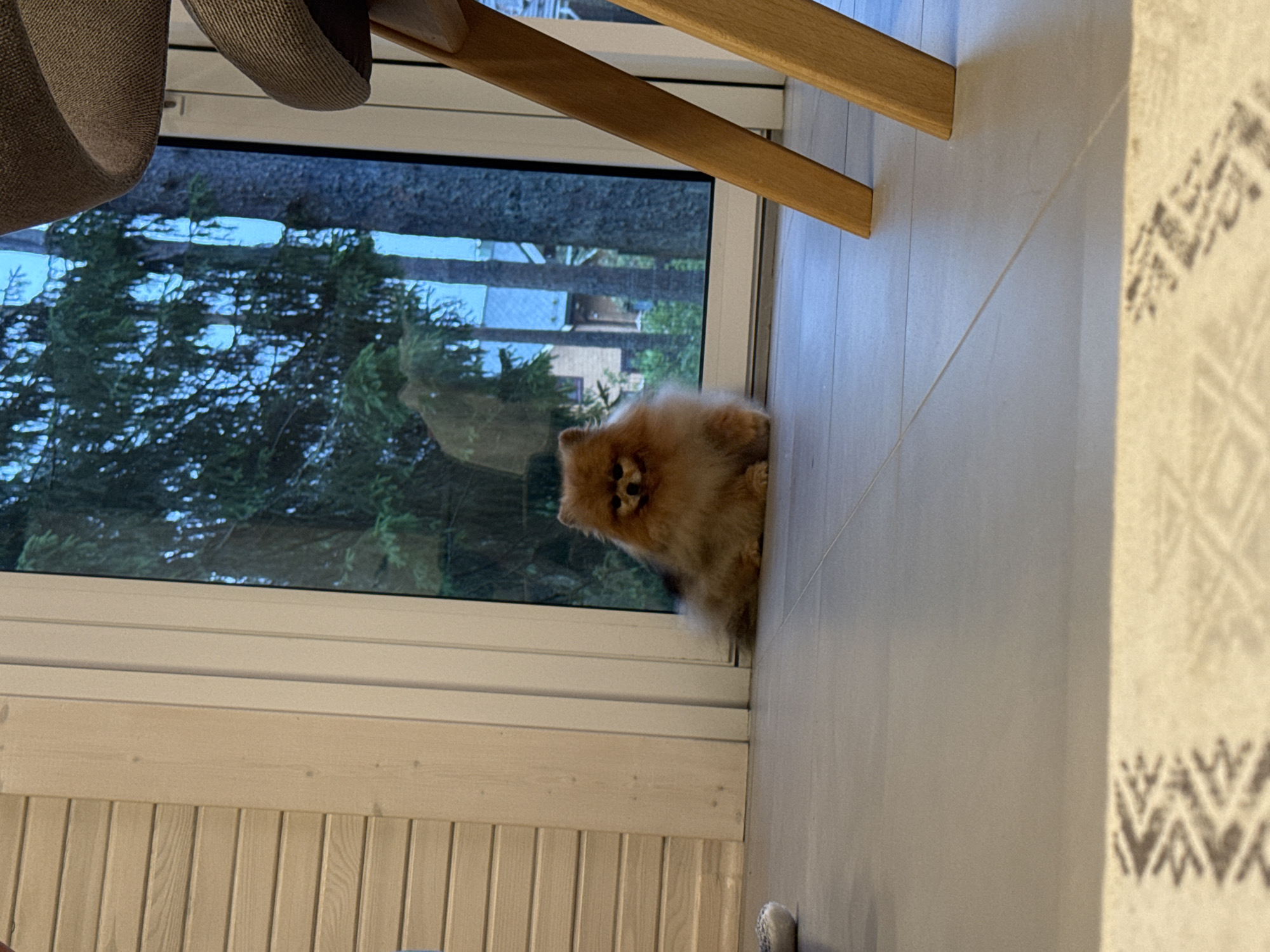 The scene is indoors in Aleksandrovka, Russia, featuring a small, fluffy, orange-brown Pomeranian dog seated on a light gray tiled floor. The dog is positioned centrally on the floor, facing slightly right, near a large window. A light-toned wooden plank wall borders the left side of the frame. On the right, the lower section of a gray, fabric-upholstered chair with wooden legs is partially visible. The foreground includes a light rug with a dark, geometric pattern. Through the window, a forest environment with multiple dark green coniferous trees is present, alongside indistinct distant buildings. The ambient lighting is consistent with a daytime exterior view. A small, light-colored, textured object, potentially a slipper, rests on the floor at the far left.